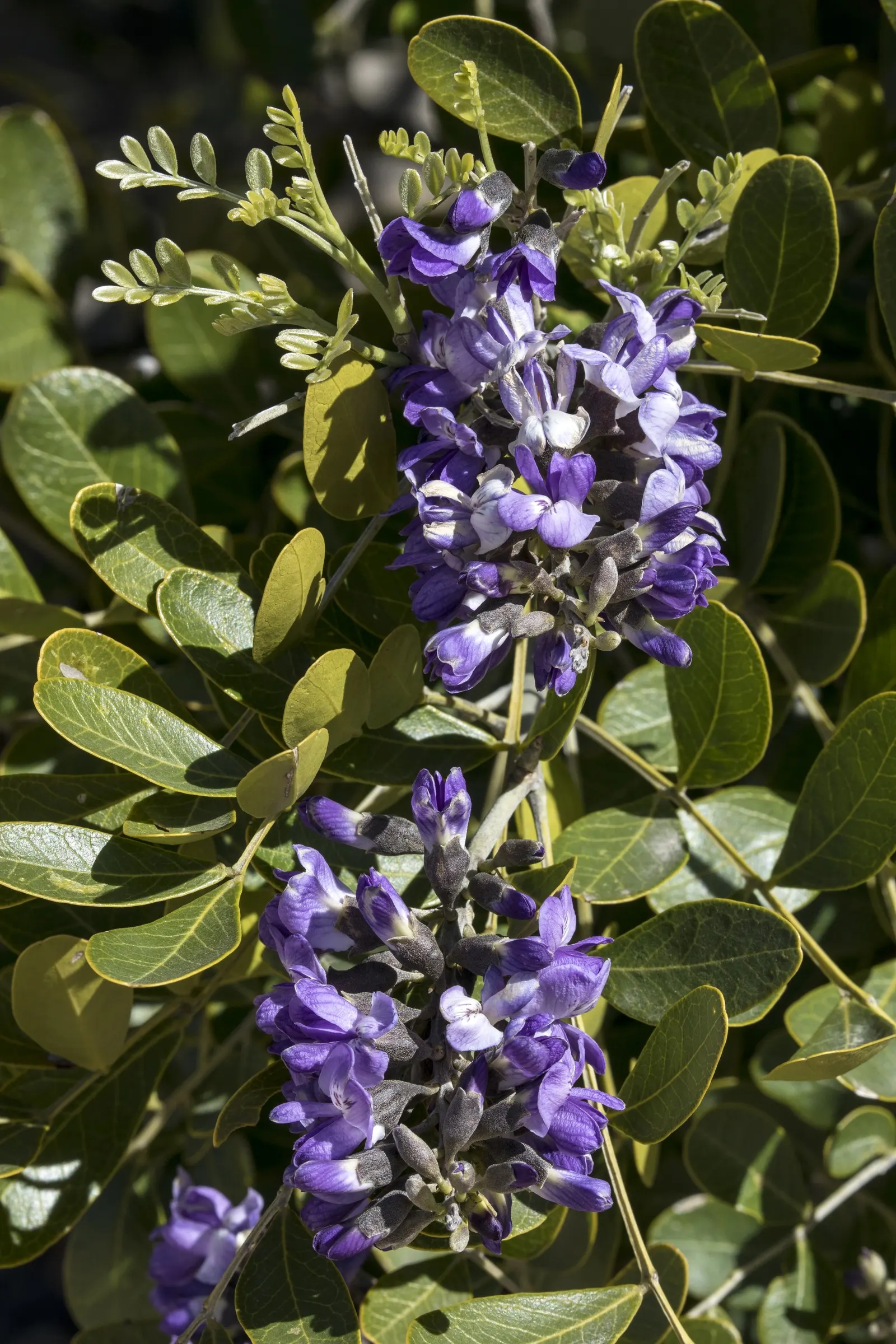Texas Mountain Laurel (Sophora Secundiflora) — multi-stemmed trunk supports a dense crown of glossy