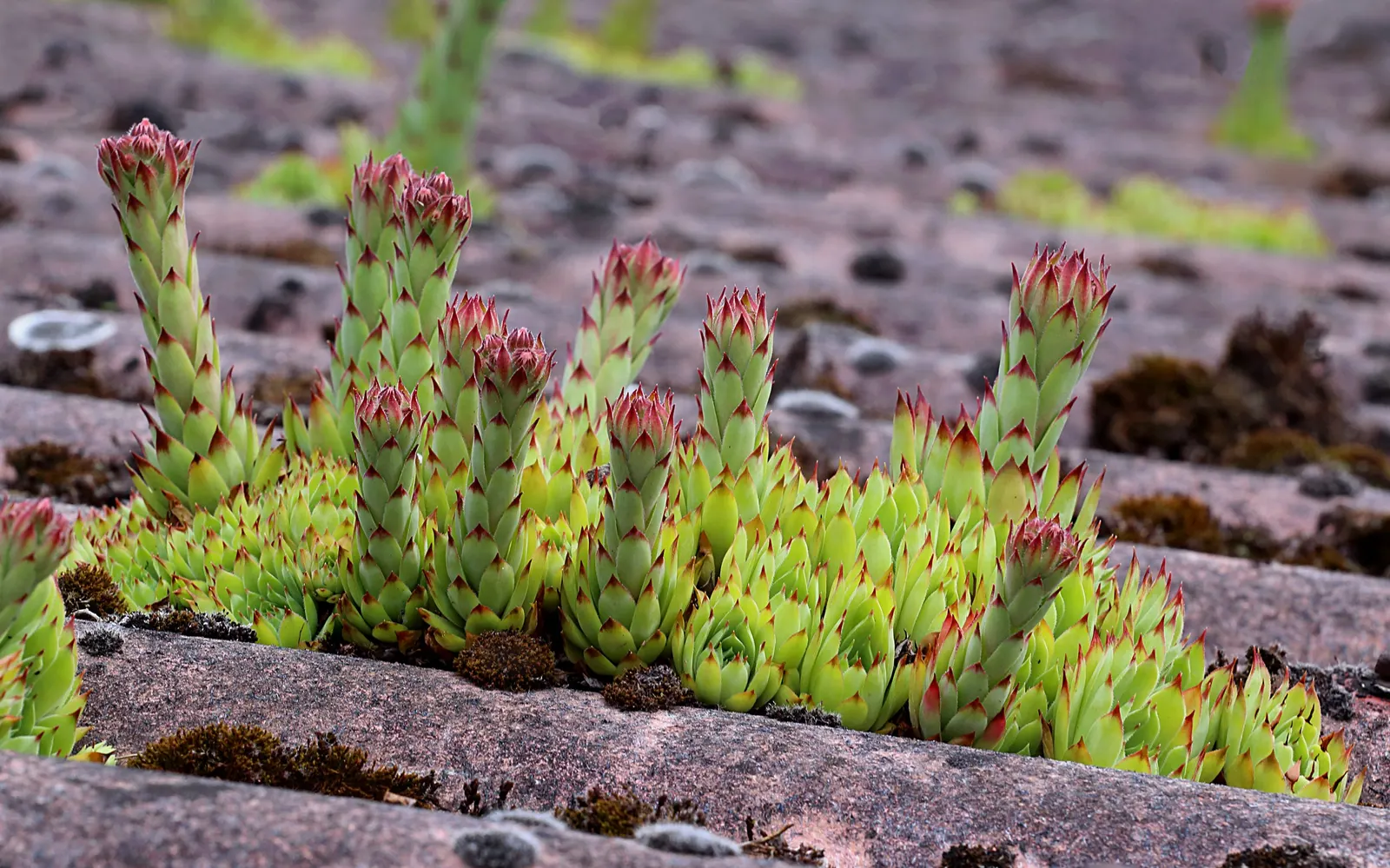 Hen And Chickens (Sempervivum Tectorum) — it makes for a hassle-free yet charming selection for your garden tableau
