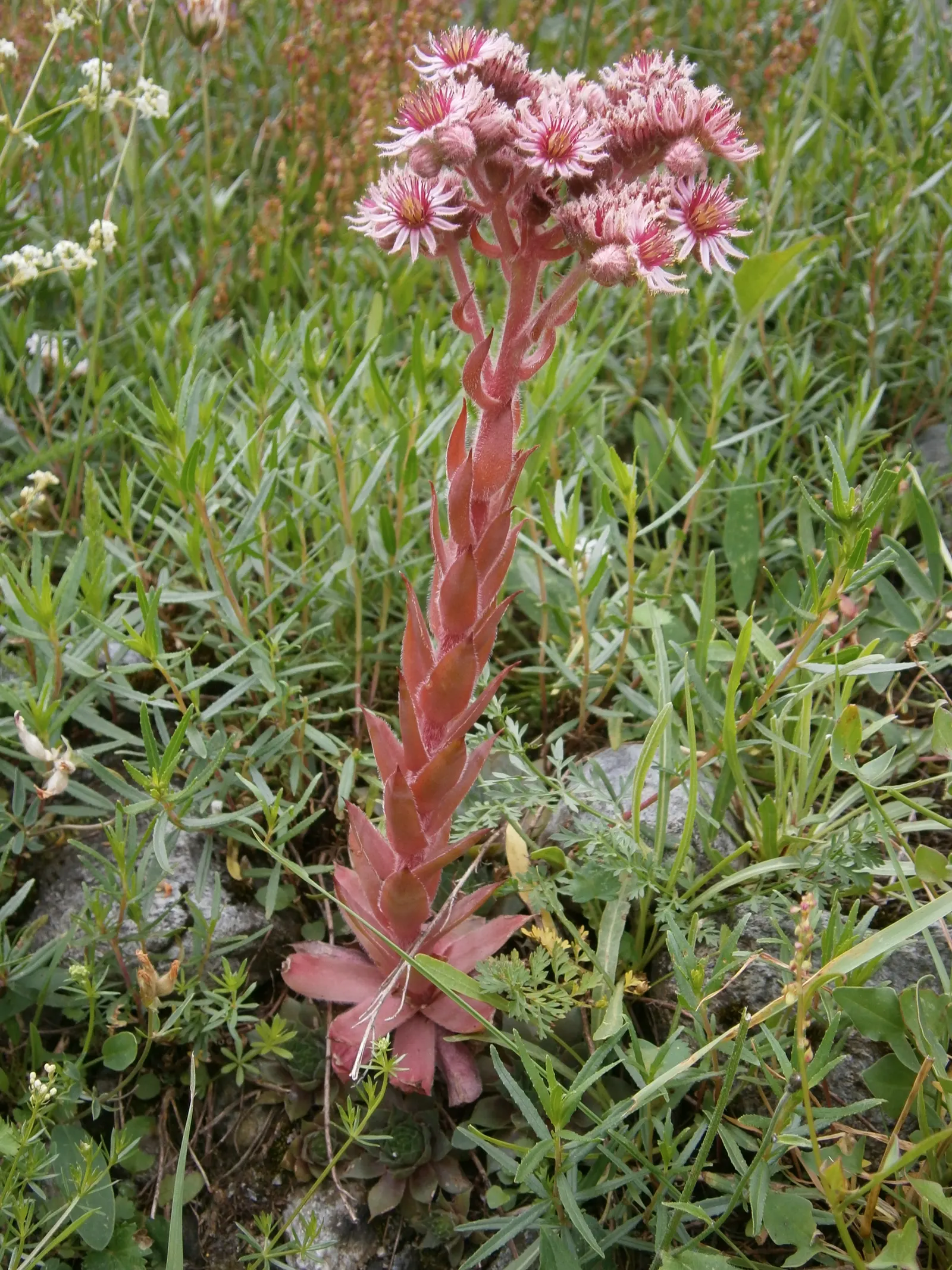 Hen And Chickens (Sempervivum Tectorum) — star-shaped flowers on stalks reaching 12 to 18 inches tall; especially under slight stress conditions such as cooler