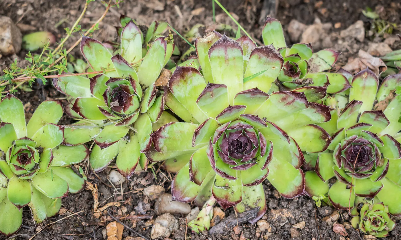 Hen And Chickens (Sempervivum Tectorum) — but with varieties that display purple or reddish hues; sempervivum tectorum, commonly known as Hen and, image 71