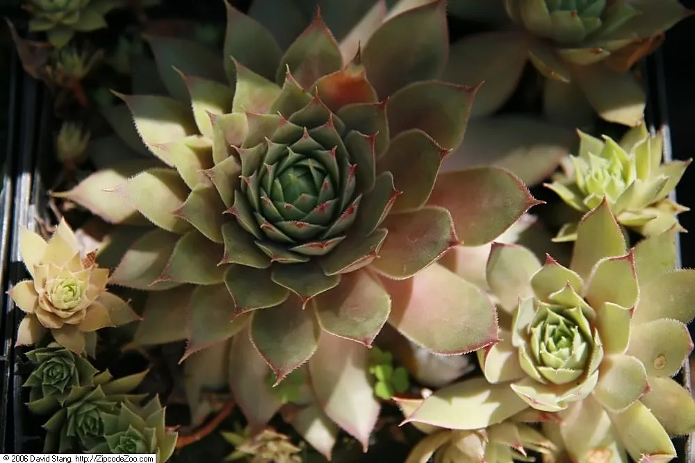 Hen And Chickens (Sempervivum Tectorum) — Rosettes span up to 4 inches across, thriving in well-draining soil and full sun to partial shade