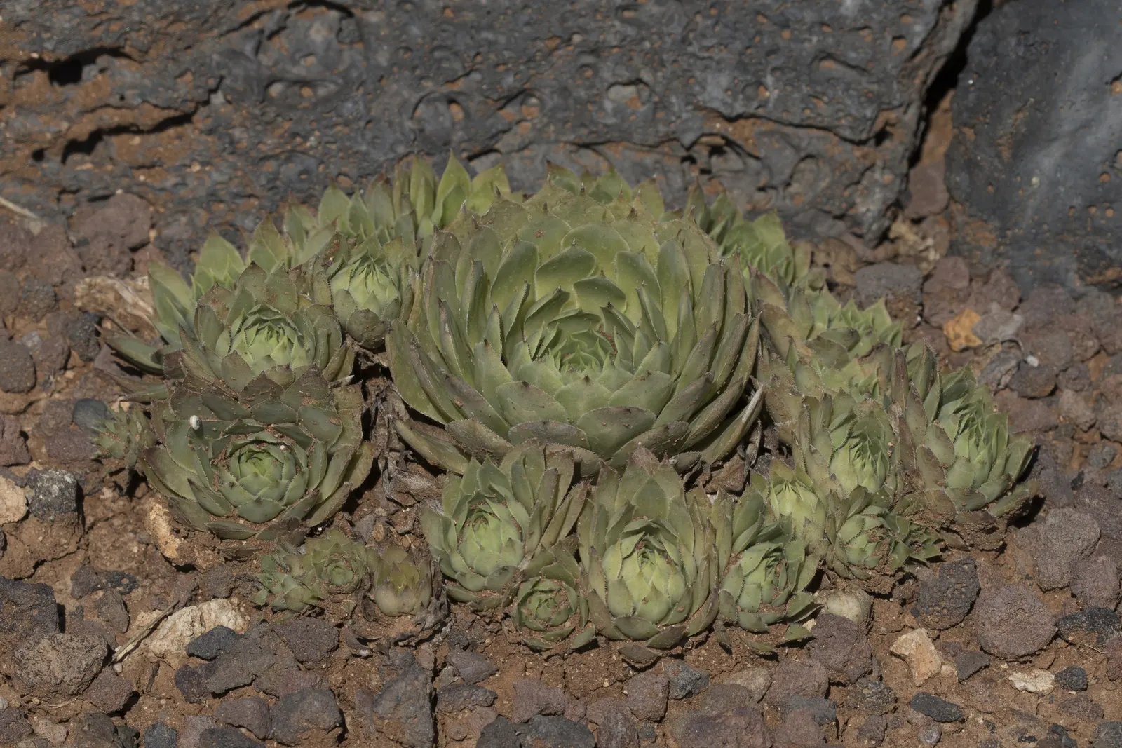 Hen And Chickens (Sempervivum Tectorum) — Rosettes span up to 4 inches across, thriving in well-draining soil and full sun to partial shade; with the 'hen'
