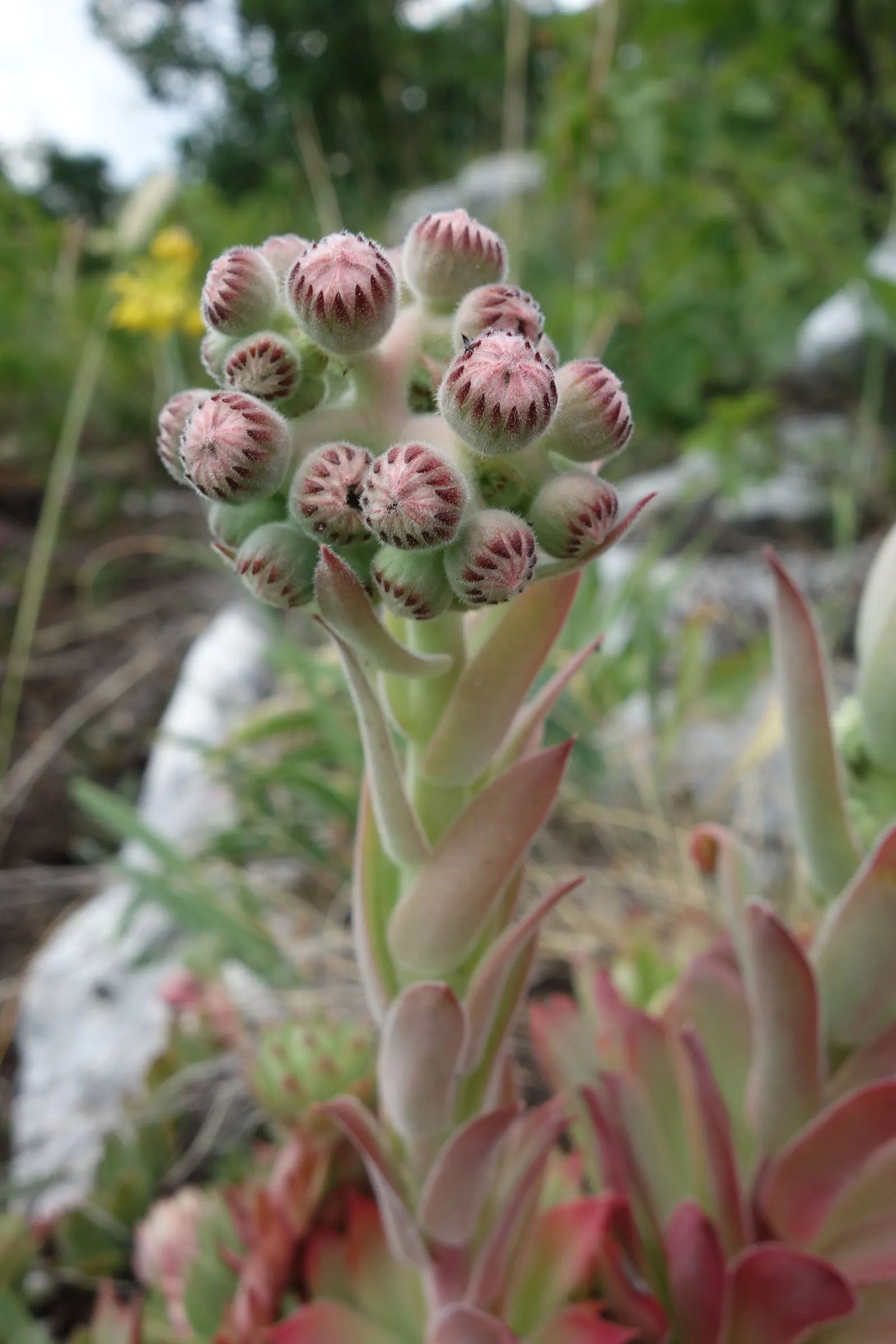 Hen And Chickens (Sempervivum Tectorum) — This low-growing plant forms rosettes; with the 'hen' being the main rosette surrounded by smaller 'chicks'