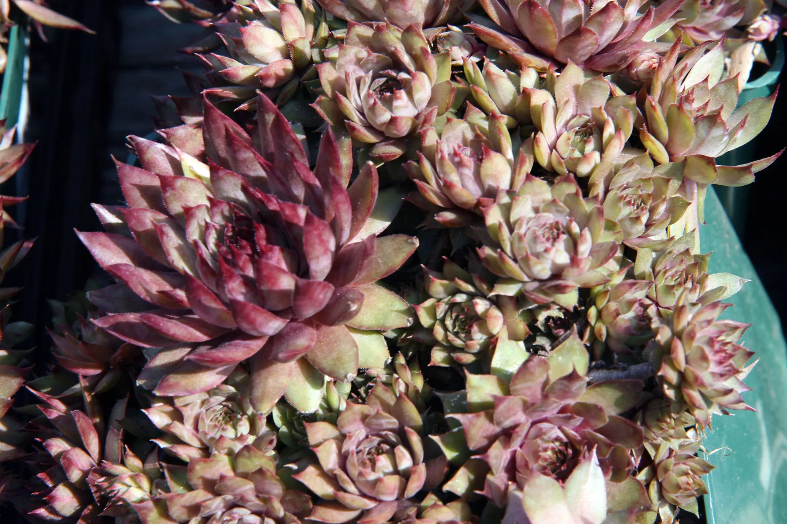 Hen And Chickens (Sempervivum Tectorum) — Minimal maintenance required; receiving at least 6 hours of sunlight daily.<br><br>When in bloom