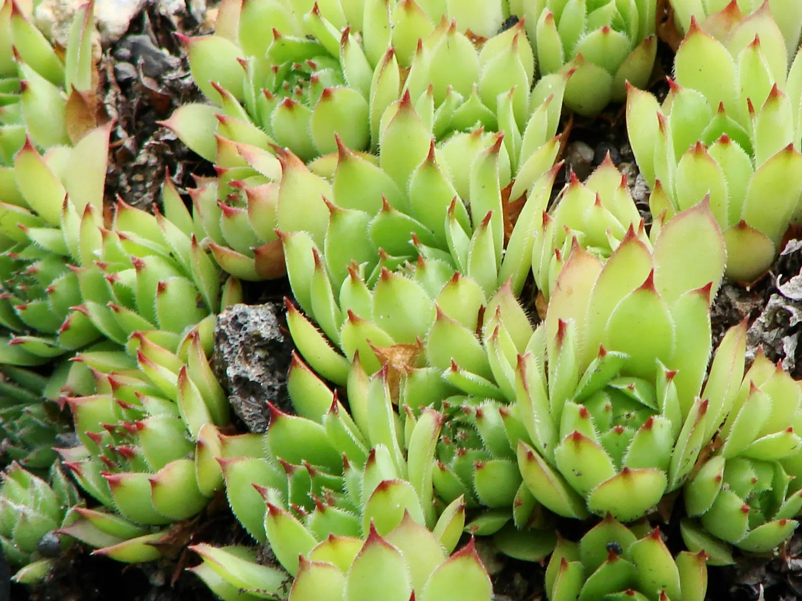 Hen And Chickens (Sempervivum Tectorum) — Hen and Chicks offer an appealing; drought-tolerant and cold-hardy, it's ideal for rock gardens, borders, and ground