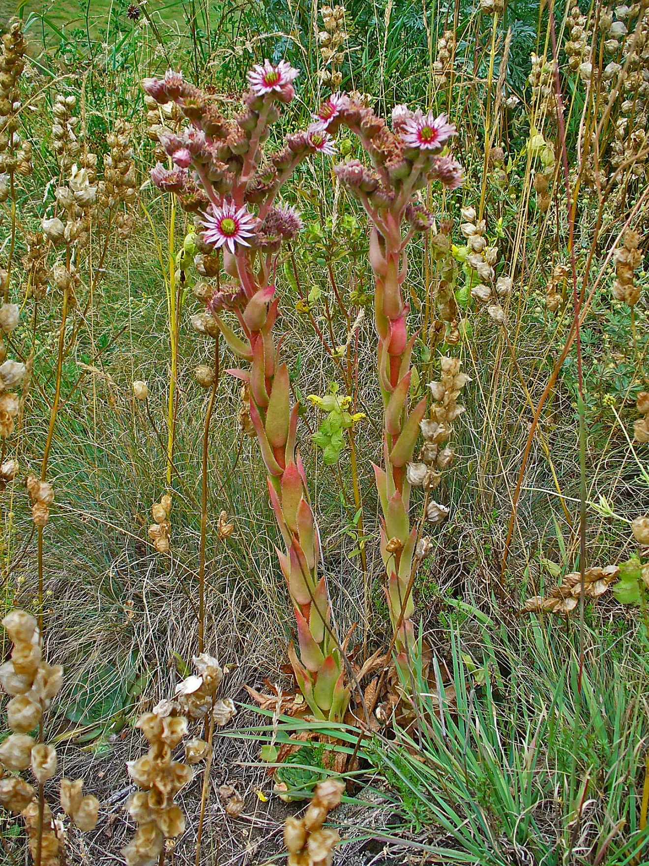 Hen And Chickens (Sempervivum Tectorum) — Sempervivum tectorum, commonly known as Hen and Chicks, is a hardy perennial succulent