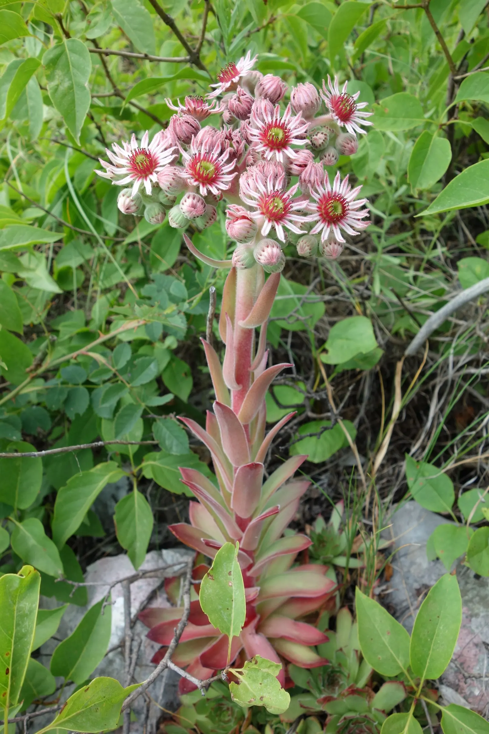 Hen And Chickens (Sempervivum Tectorum) — Drought-tolerant and cold-hardy, it's ideal for rock gardens, borders, and ground covers; roughly 4 to 8, image 64