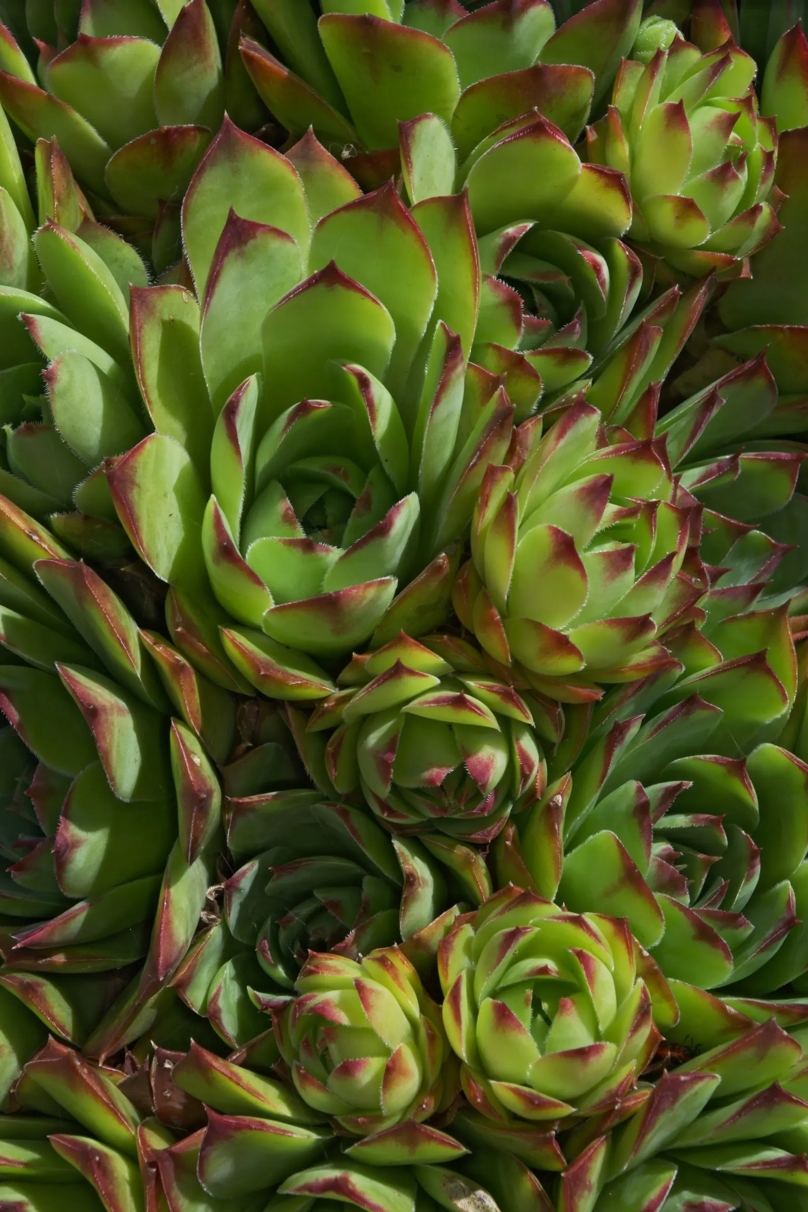 Hen And Chickens (Sempervivum Tectorum) — this plant is known for its rosette shape; this low-growing plant forms rosettes, image 67
