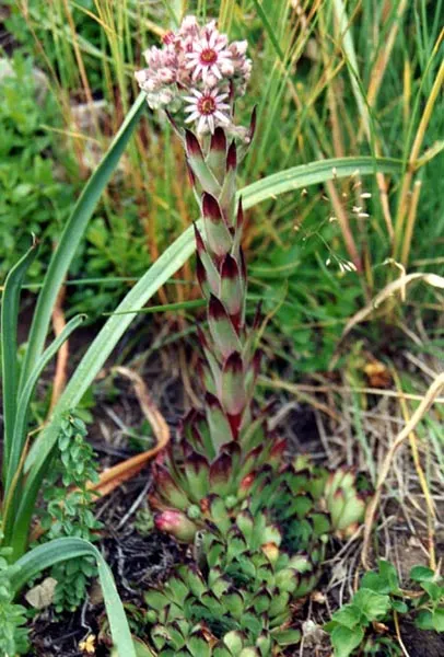 Hen And Chickens (Sempervivum Tectorum) — roughly 4 to 8 inches in diameter; this plant is known for its rosette shape, image 68
