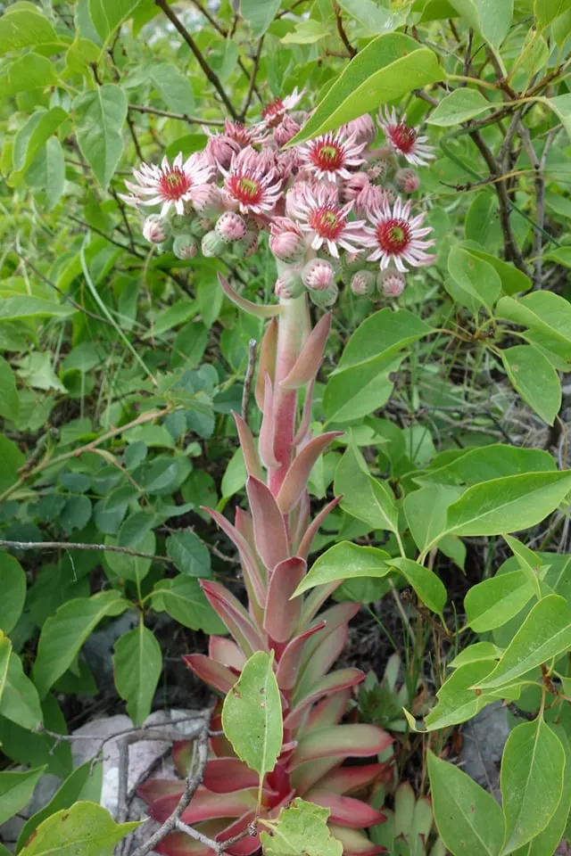 Hen And Chickens (Sempervivum Tectorum) — And with its hardiness and self-propagation