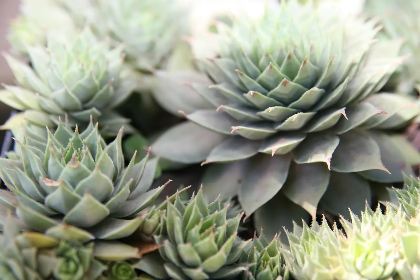 Hen And Chickens (Sempervivum Tectorum) — Rosettes span up to 4 inches across, thriving in well-draining soil and full sun to partial shade; with, image 63