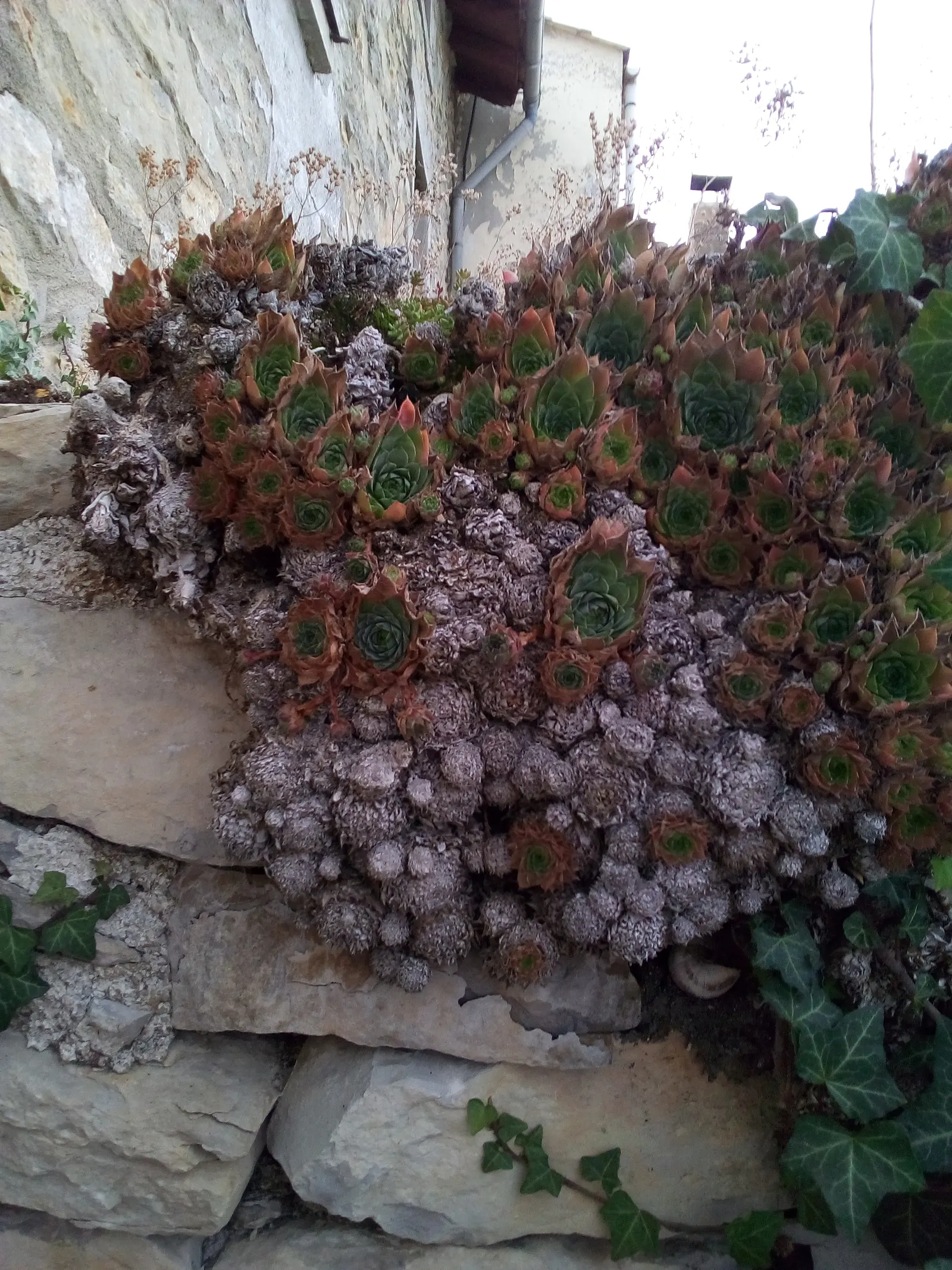 Hen And Chickens (Sempervivum Tectorum) — succulent with pink blooms; star-shaped flowers on stalks reaching 12 to 18 inches tall