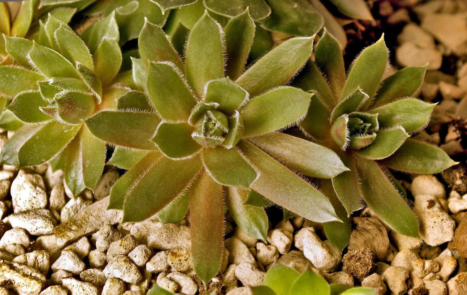 Hen And Chickens (Sempervivum Tectorum) — commonly referred to as Hen and Chicks; or as an edging plant - adding structural diversity and year-round interest