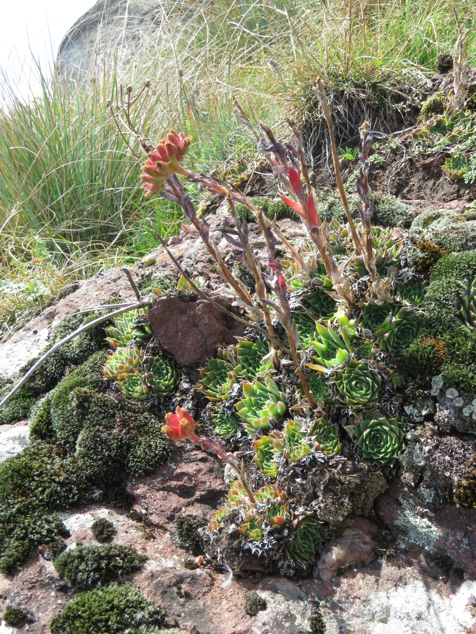 Hen And Chickens (Sempervivum Tectorum) — It is ideally positioned in full sun to partial shade