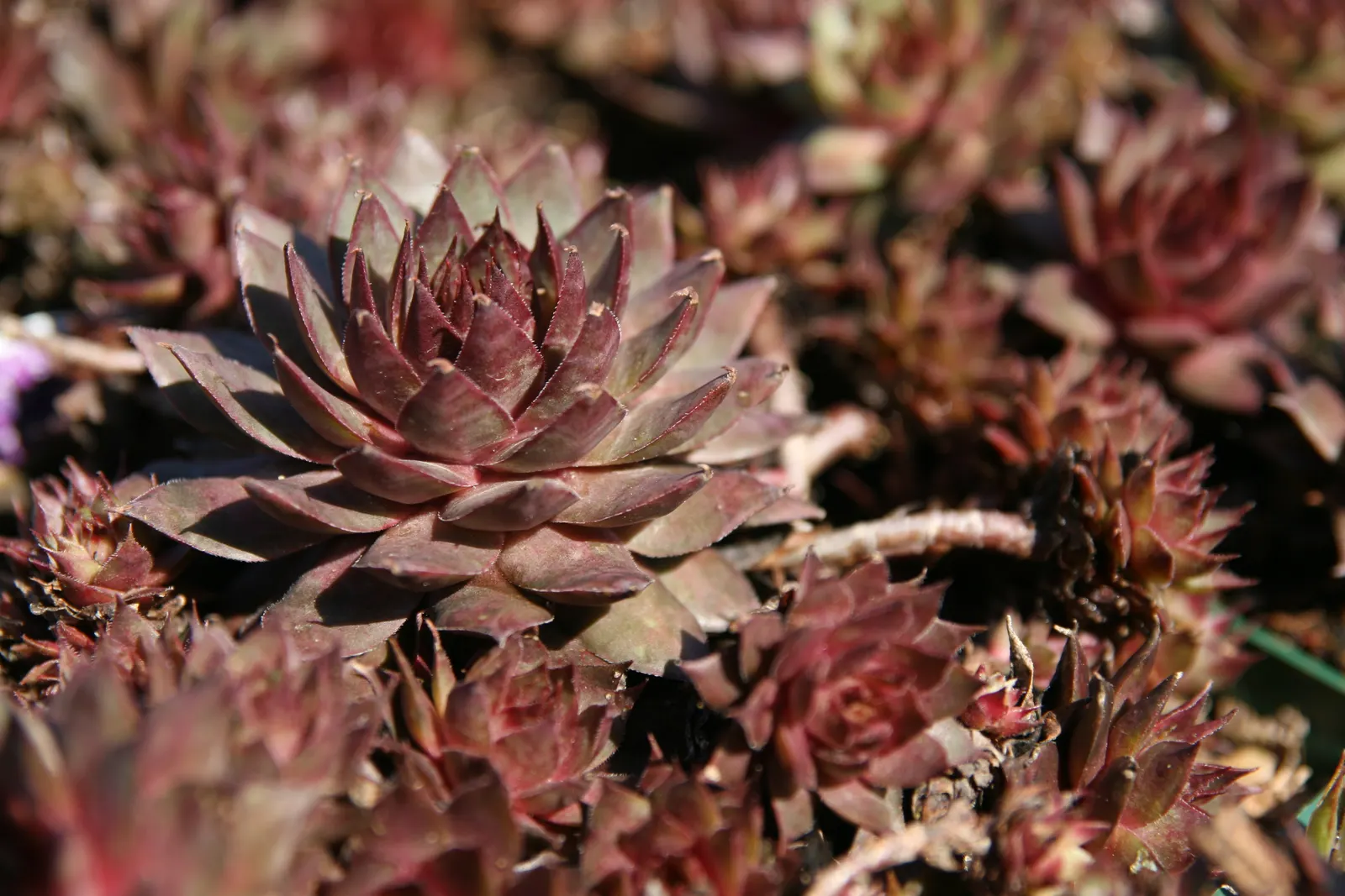 Hen And Chickens (Sempervivum Tectorum) — tolerating a wide range of temperatures and requiring well-draining soil to prevent root rot, image 73