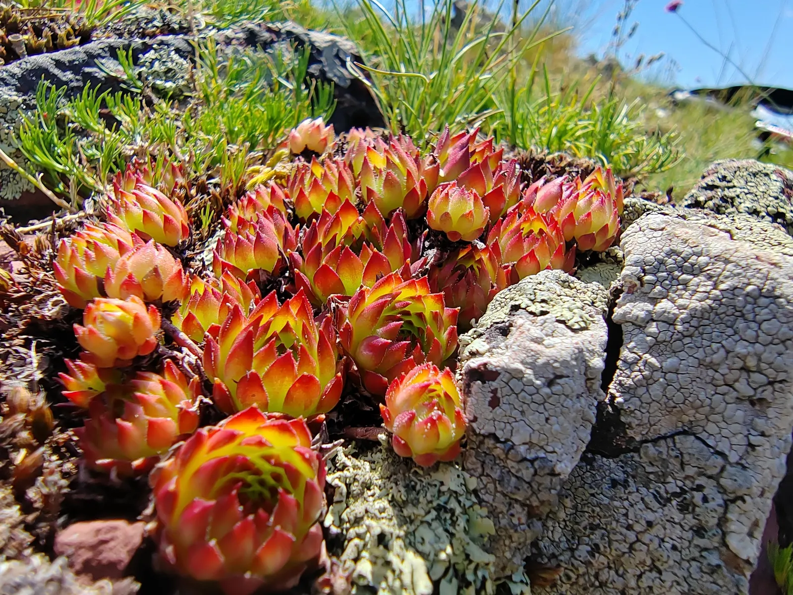 Hen And Chickens (Sempervivum Tectorum) — ensuring a ground cover that evolves with time.<br><br>The rosettes are comprised of fleshy leaves; nearly carefree