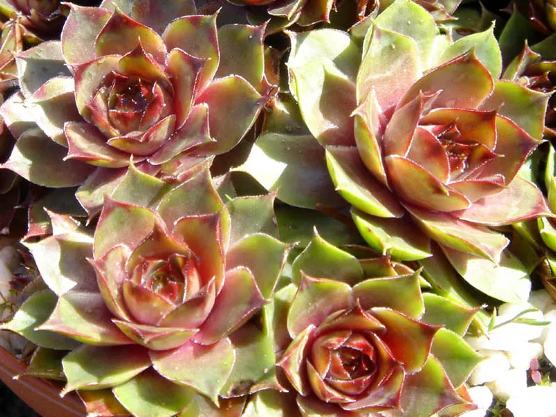 Hen And Chickens (Sempervivum Tectorum) — especially under slight stress conditions such as cooler temperatures or light drought; commonly referred to as Hen