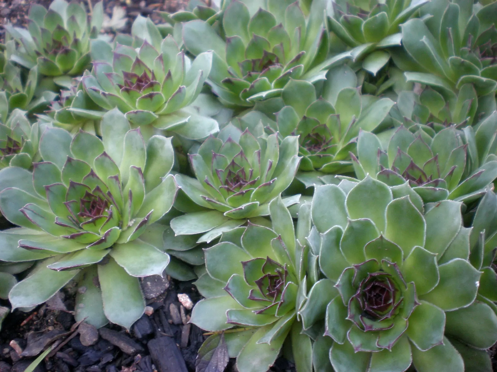 Hen And Chickens (Sempervivum Tectorum) — with the 'hen' being the main rosette surrounded by smaller 'chicks'
