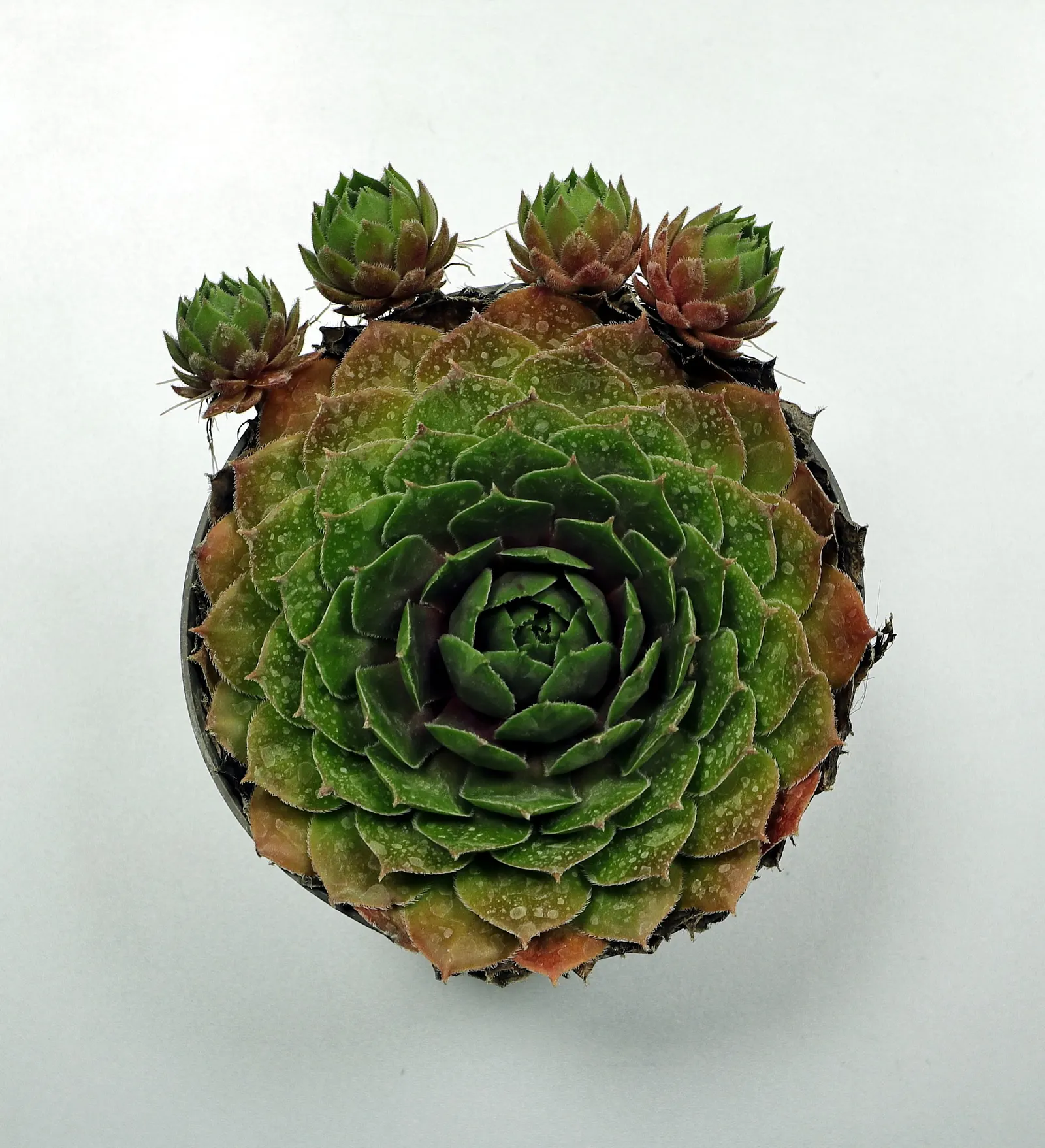 Hen And Chickens (Sempervivum Tectorum) — pink flowers in the garden; ensuring a ground cover that evolves with time.<br><br>The rosettes are comprised of