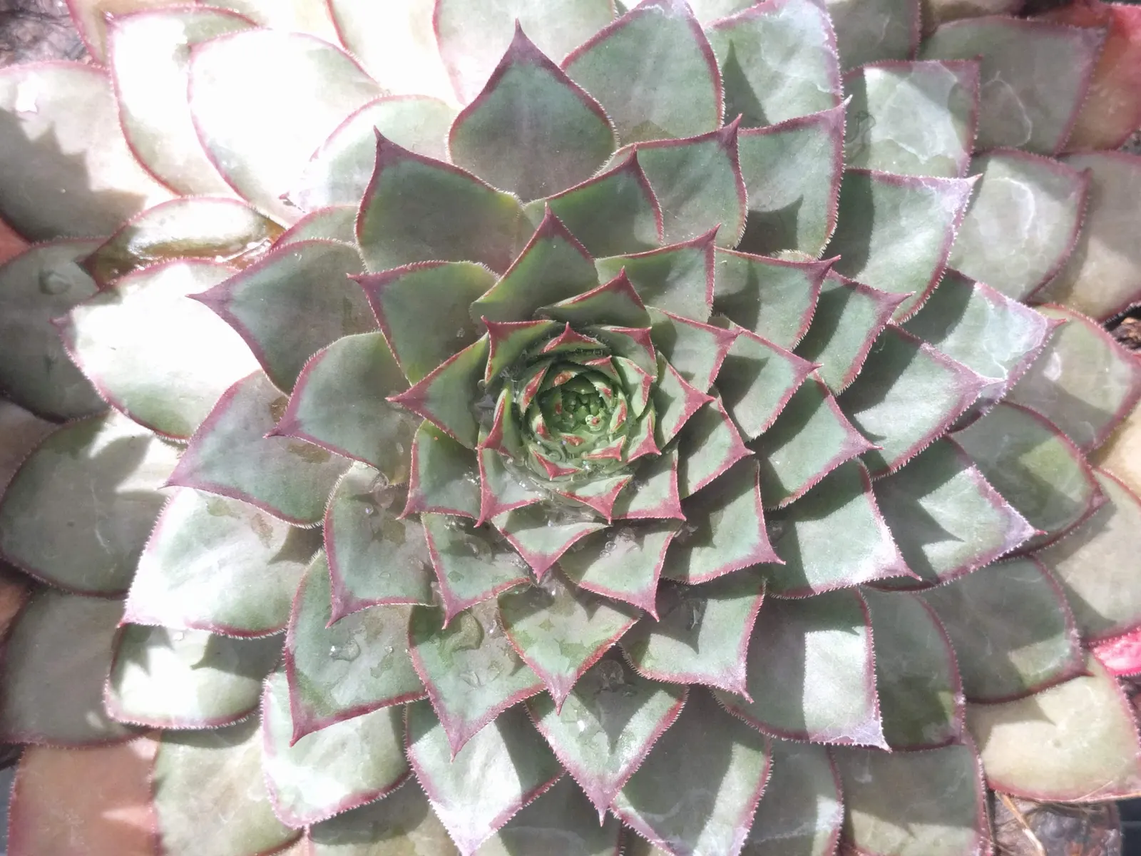 Hen And Chickens (Sempervivum Tectorum) — perpetuating its life cycle and spreading the cover.<br><br>For the client