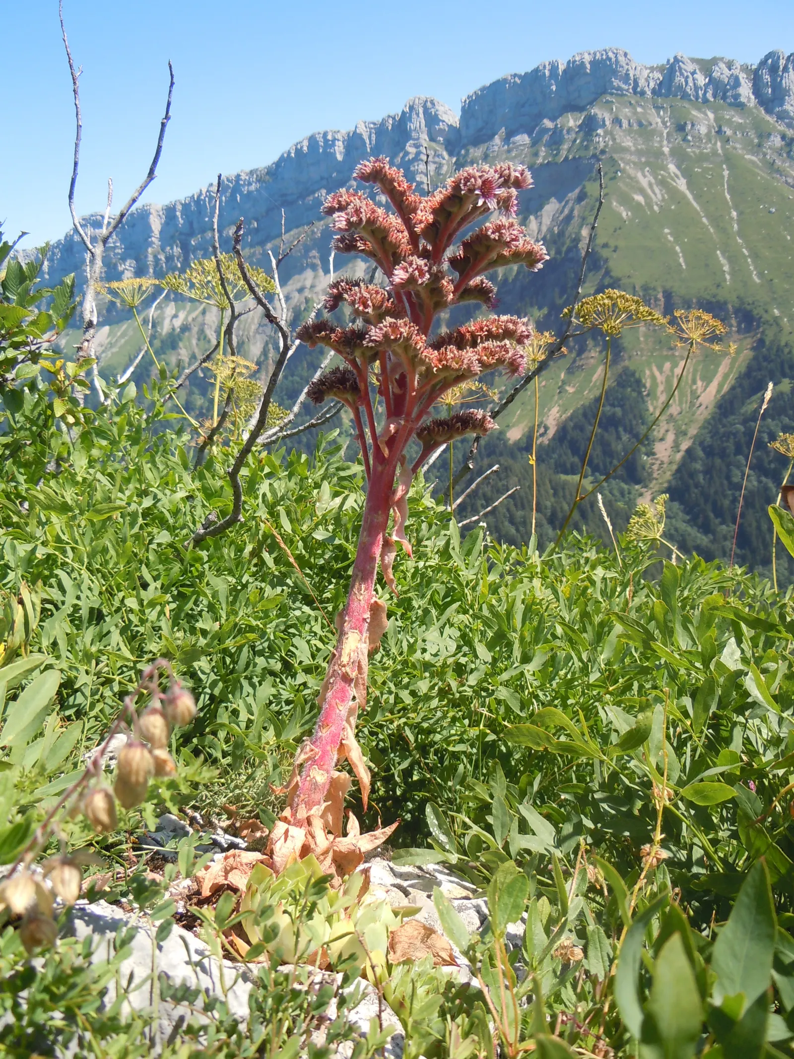 Hen And Chickens (Sempervivum Tectorum) — Drought-tolerant and cold-hardy, it's ideal for rock gardens, borders, and ground covers