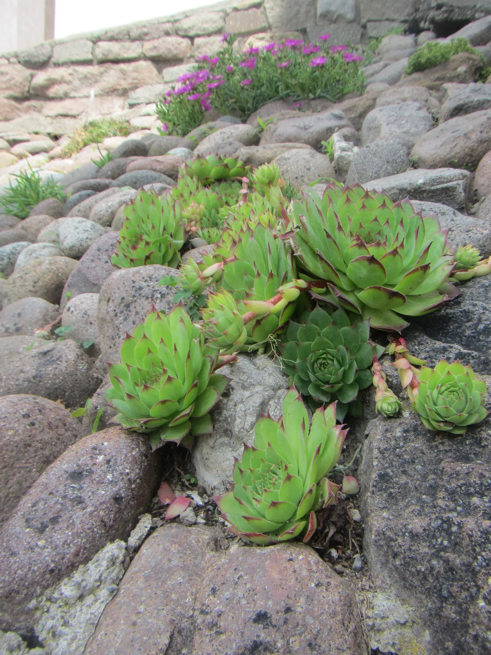 Hen And Chickens (Sempervivum Tectorum) — It is ideally positioned in full sun to partial shade; hen and Chicks offer an appealing