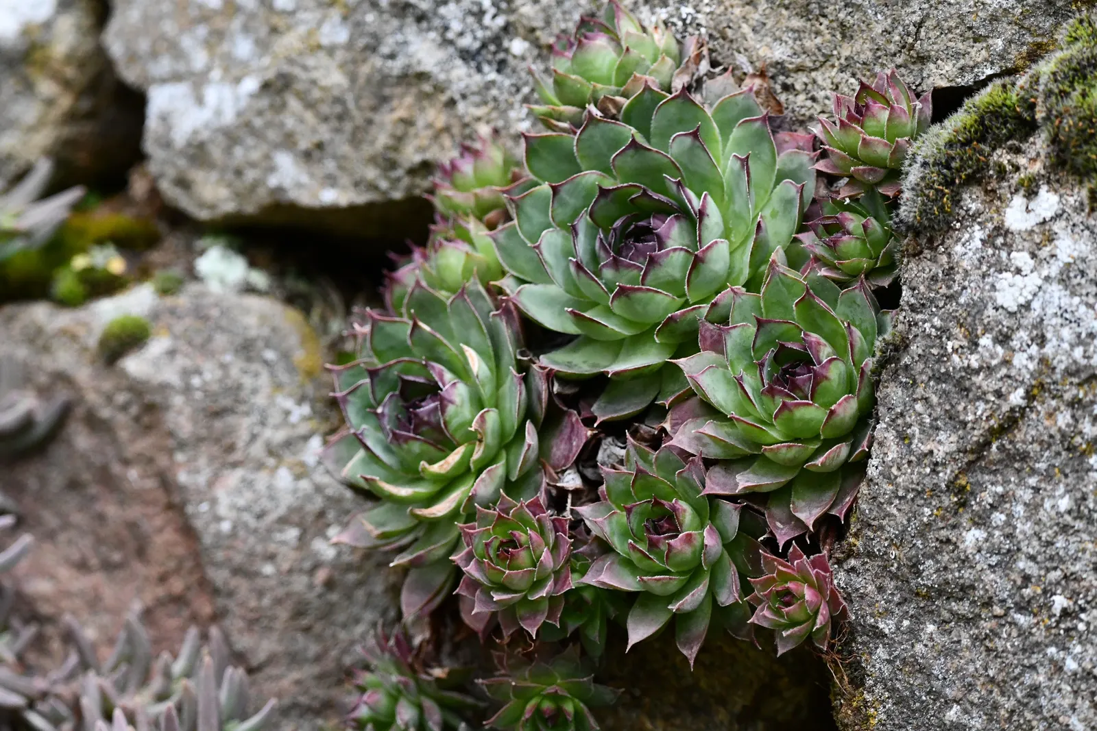 Hen And Chickens (Sempervivum Tectorum) — star-shaped flowers on stalks reaching 12 to 18 inches tall