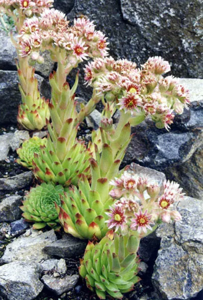 Hen And Chickens (Sempervivum Tectorum) — This low-growing plant forms rosettes; with the 'hen' being the main rosette surrounded by smaller, image 60