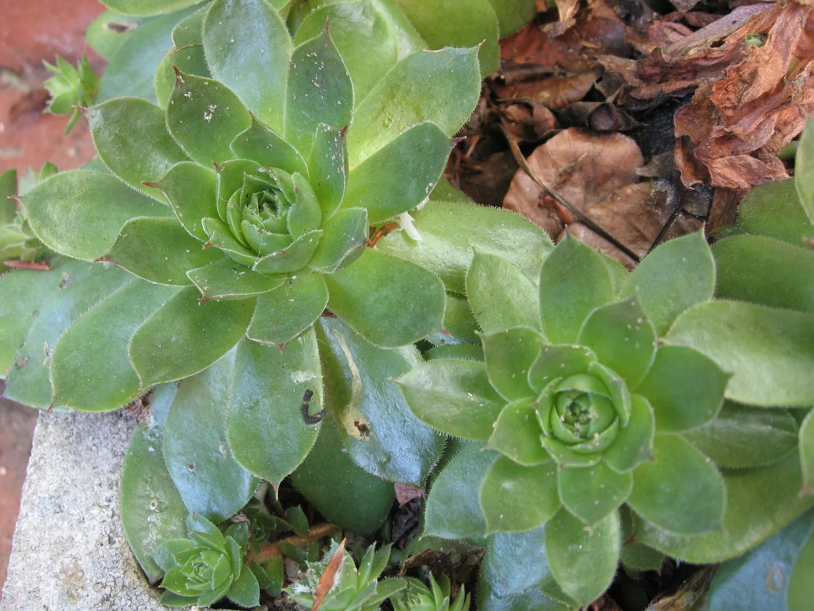Hen And Chickens (Sempervivum Tectorum) — tolerating a wide range of temperatures and requiring well-draining soil to prevent root rot, image 44
