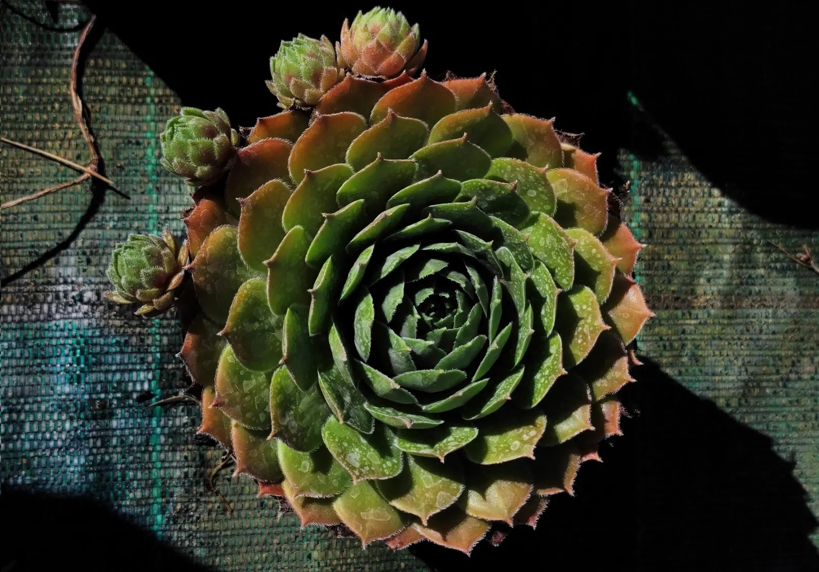 Hen And Chickens (Sempervivum Tectorum) — with the 'hen' being the central; typically in early summer, image 61