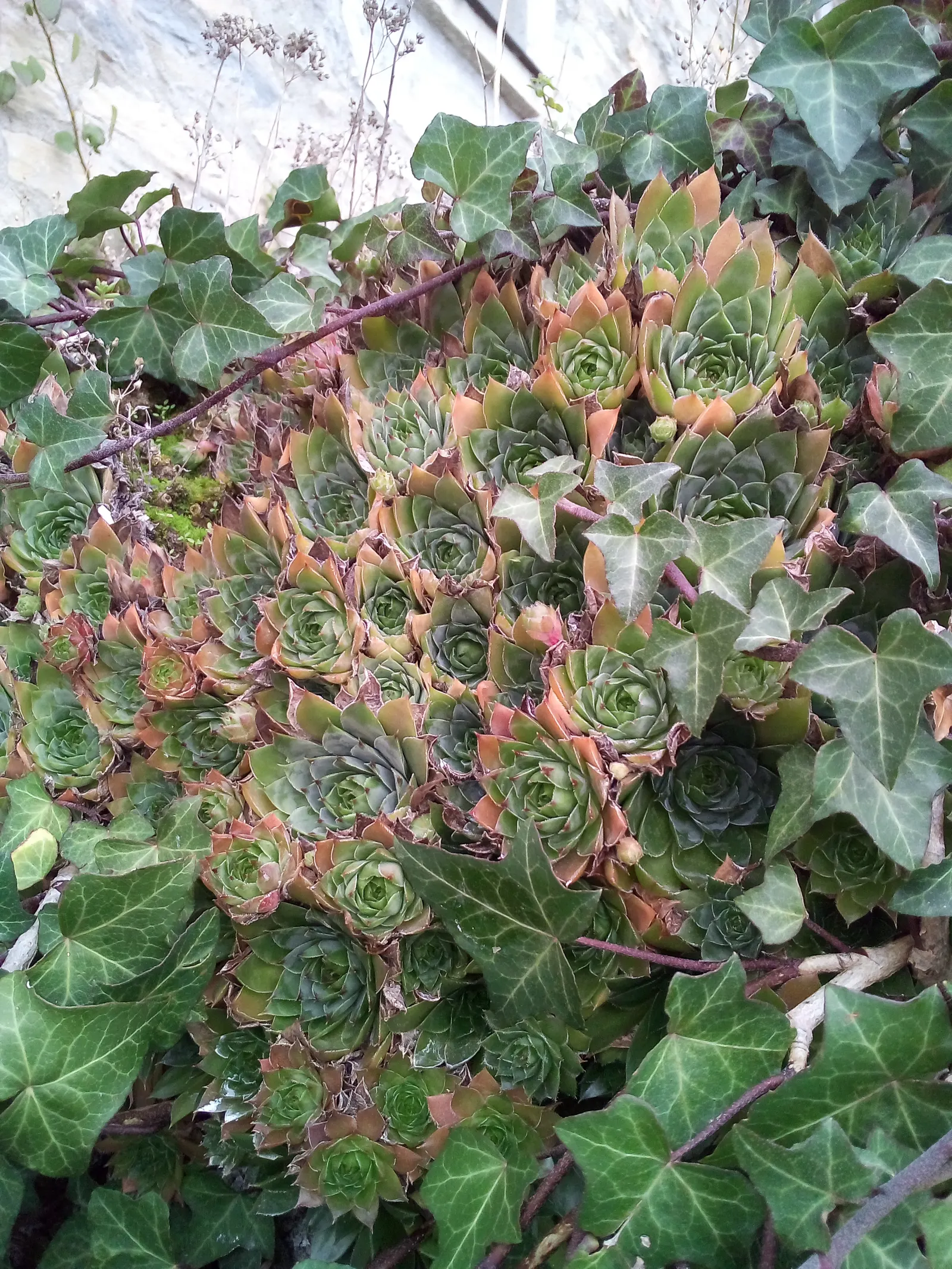 Hen And Chickens (Sempervivum Tectorum) — nearly carefree choice for rock gardens