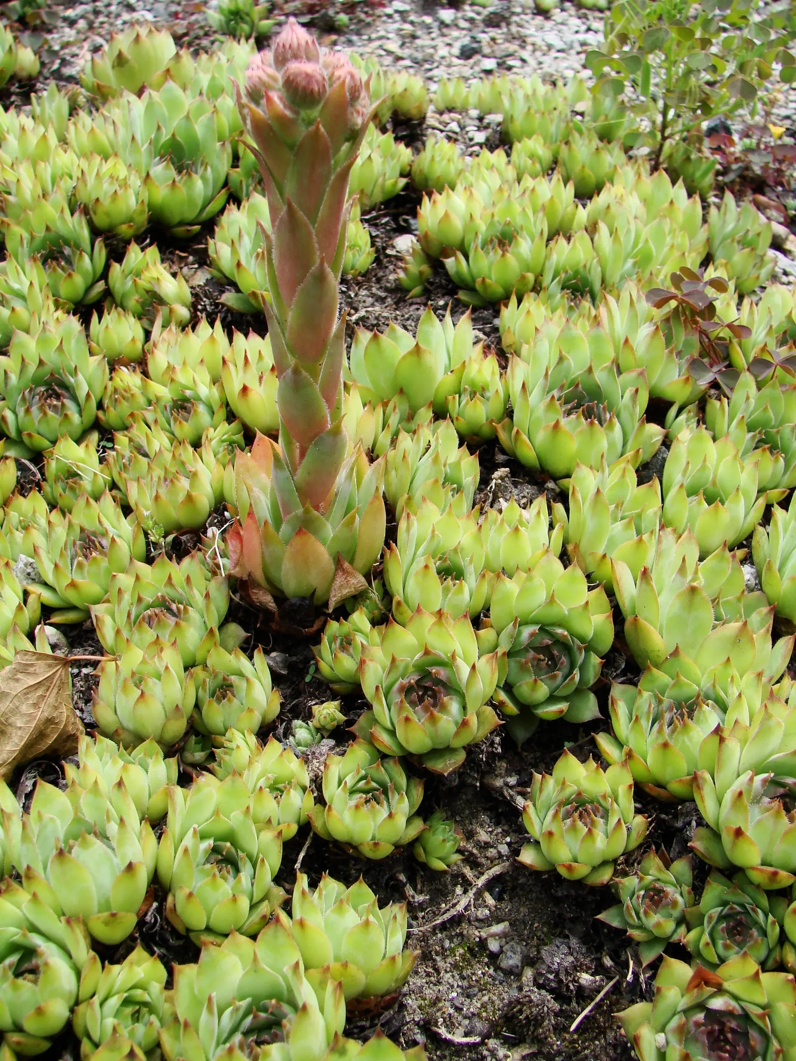 Hen And Chickens (Sempervivum Tectorum) — especially under slight stress conditions such as cooler temperatures or light drought