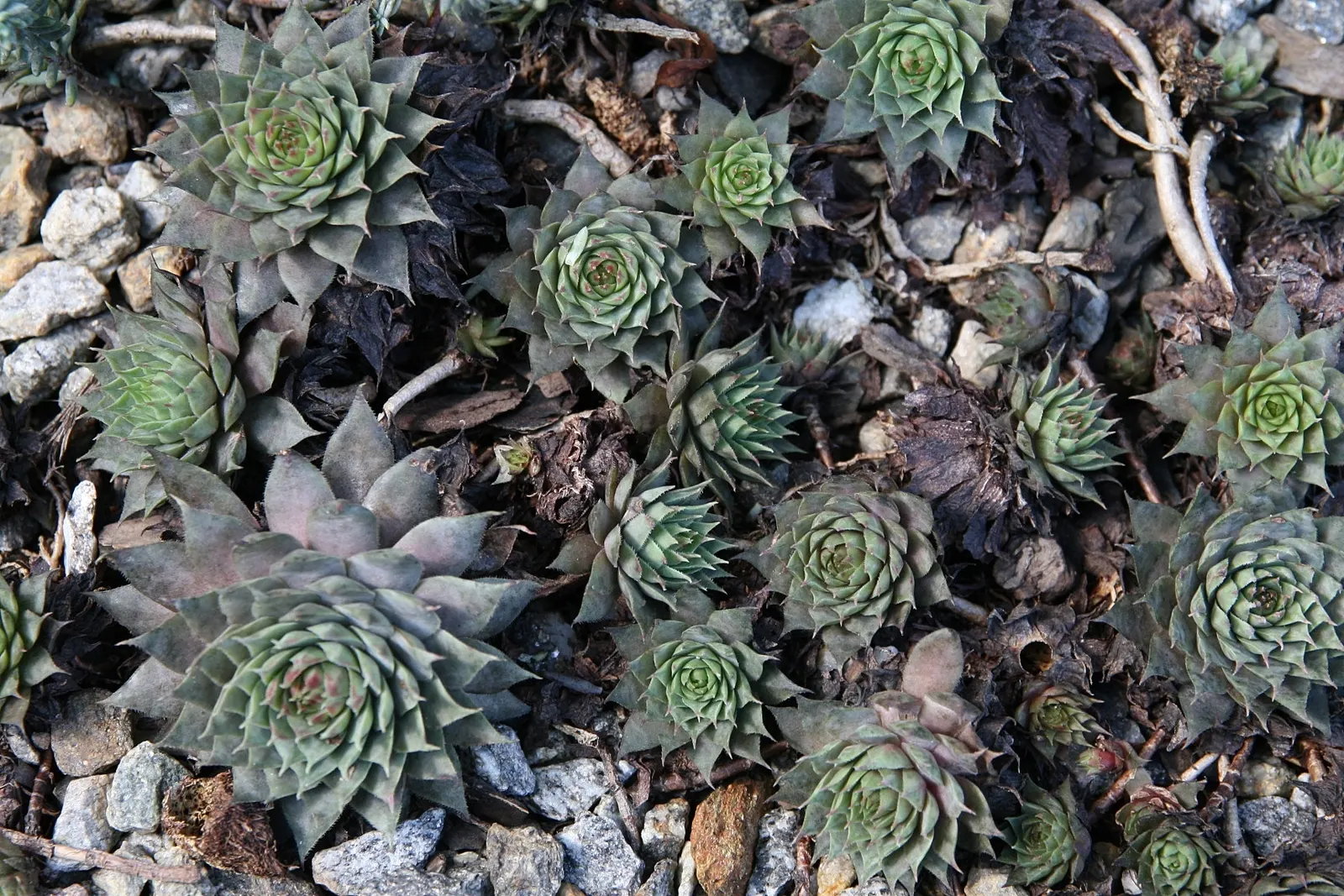 Hen And Chickens (Sempervivum Tectorum) — ensuring a ground cover that evolves with time.<br><br>The rosettes are comprised of fleshy leaves, image 70