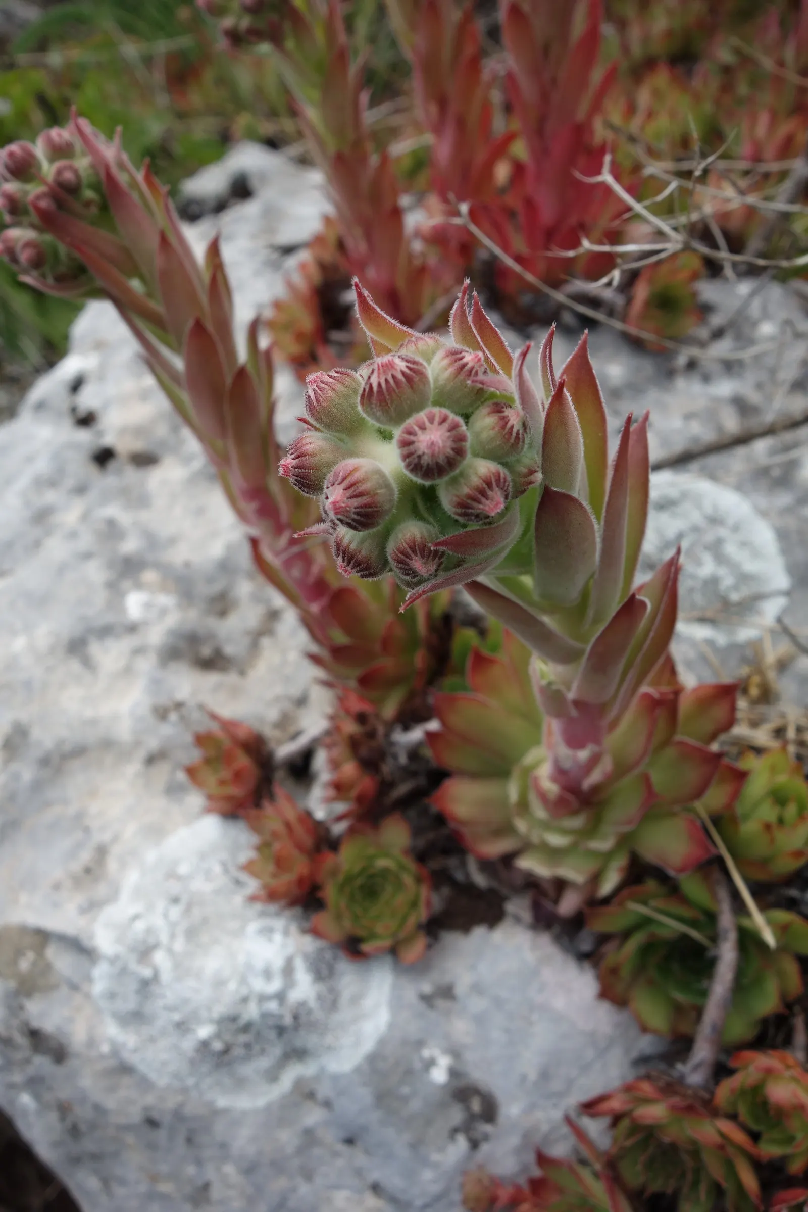 Hen And Chickens (Sempervivum Tectorum) — receiving at least 6 hours of sunlight daily.<br><br>When in bloom; succulent for full or half, image 75