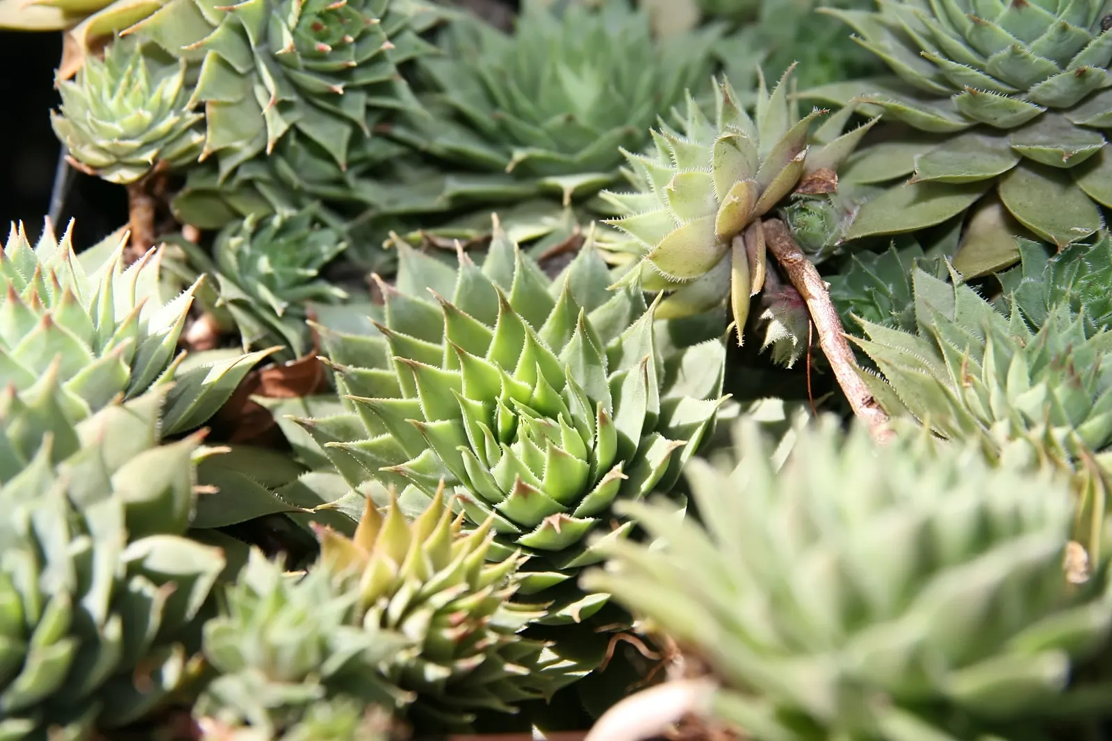 Hen And Chickens (Sempervivum Tectorum) — succulent for full or half; it makes for a hassle-free yet charming selection for your garden tableau