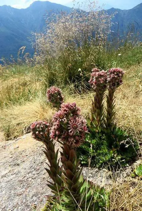 Hen And Chickens (Sempervivum Tectorum) — This low-growing plant forms rosettes