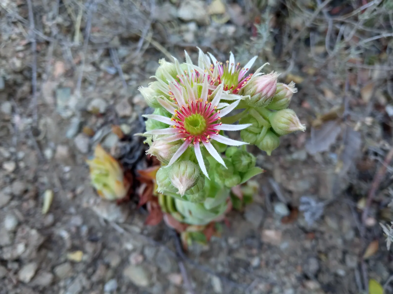 Hen And Chickens (Sempervivum Tectorum) — tolerating a wide range of temperatures and requiring well-draining soil to prevent root rot