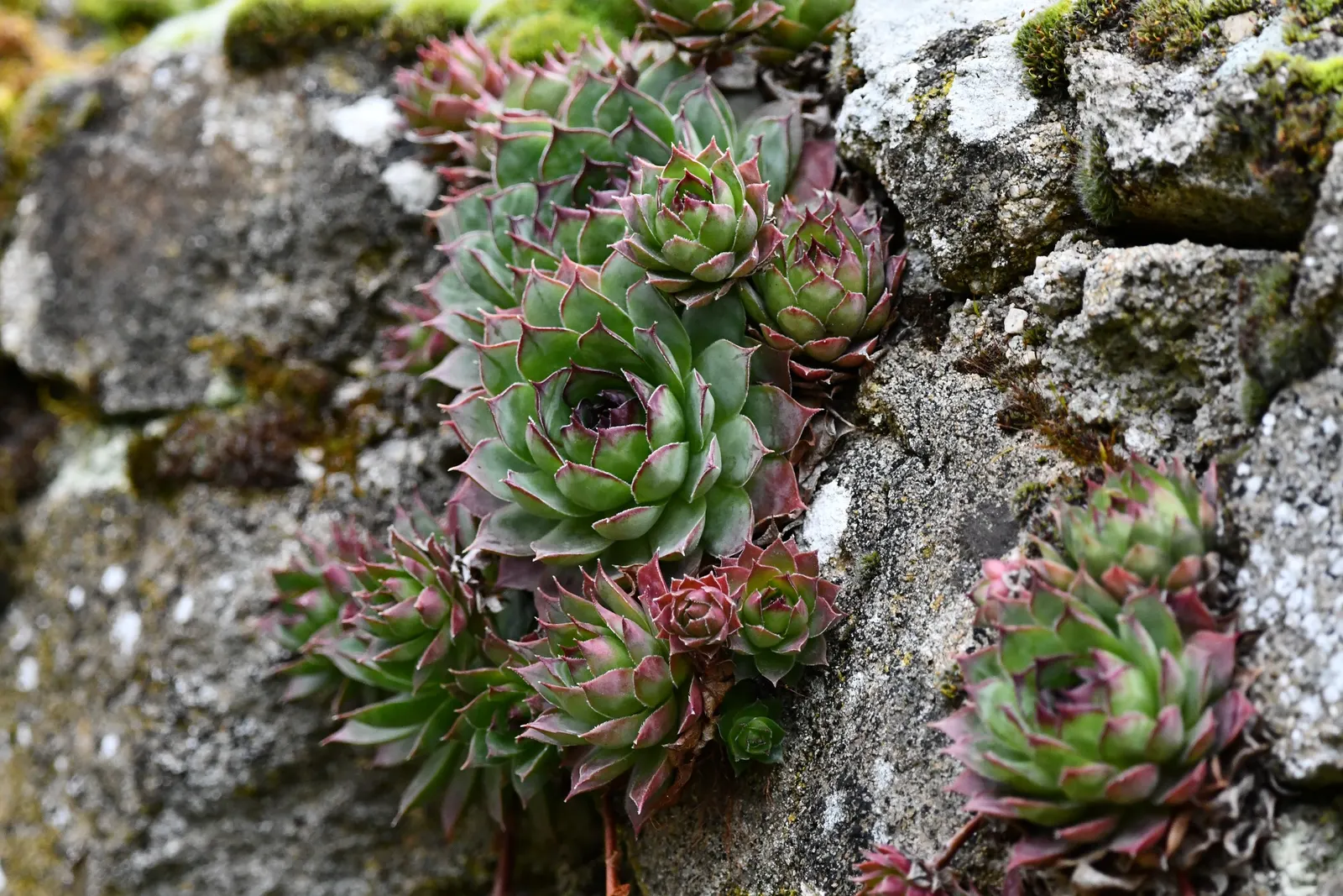 Hen And Chickens (Sempervivum Tectorum) — Hen and Chicks offer an appealing