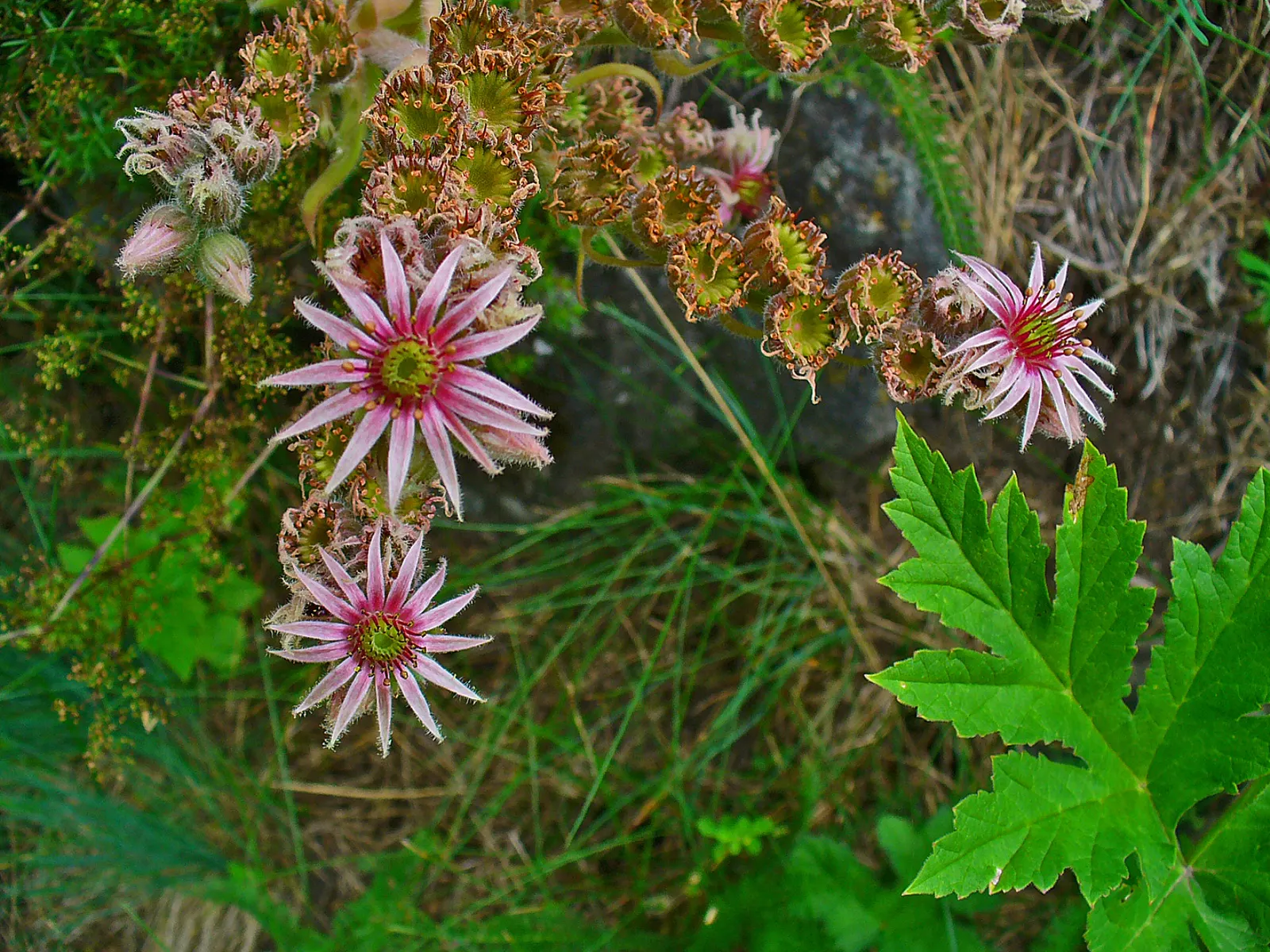 Hen And Chickens (Sempervivum Tectorum) — nearly carefree choice for rock gardens; but with varieties that display purple or reddish hues