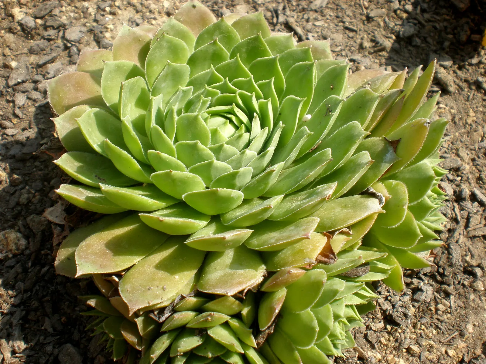Hen And Chickens (Sempervivum Tectorum) — Minimal maintenance required