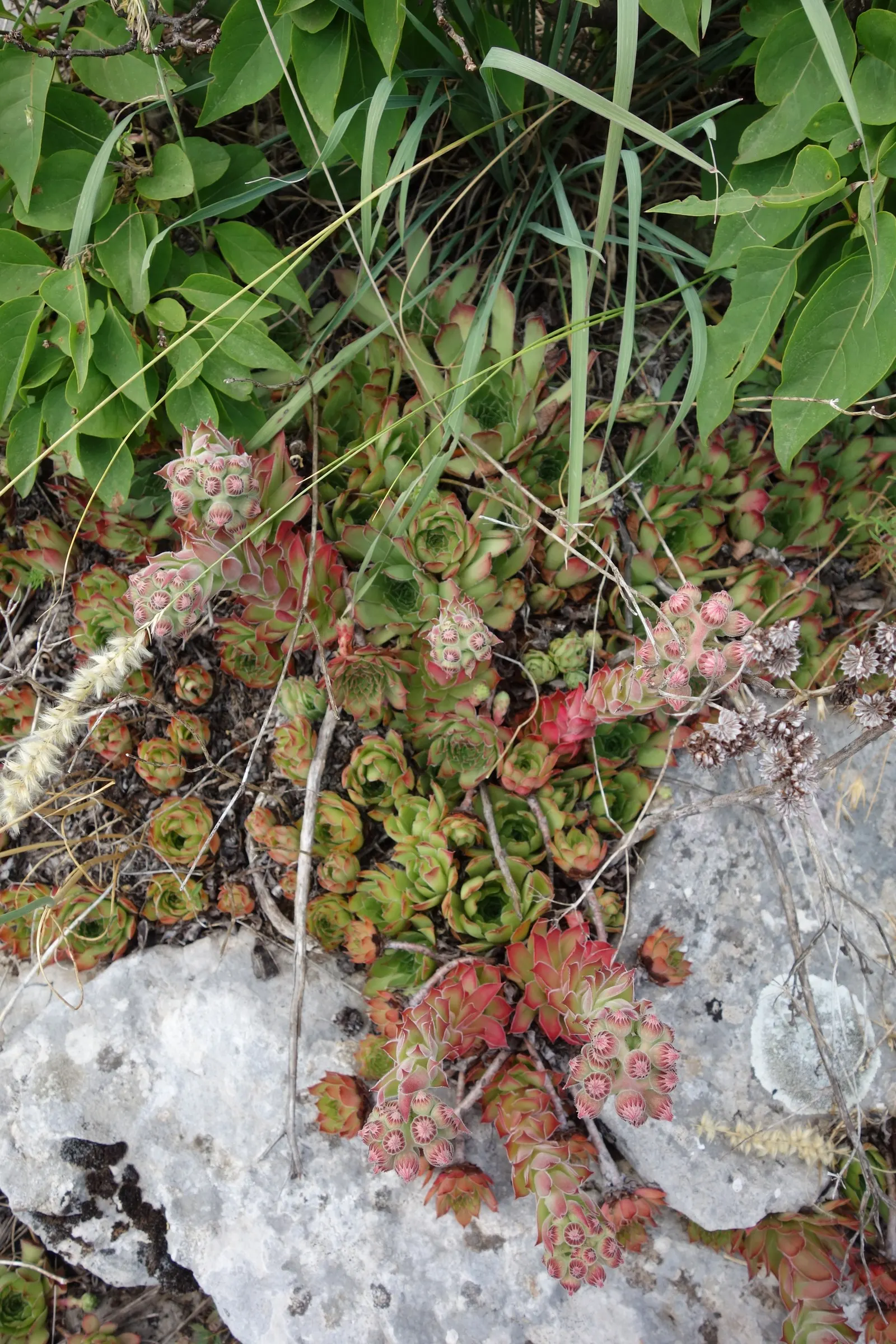 Hen And Chickens (Sempervivum Tectorum) — this plant is known for its rosette shape