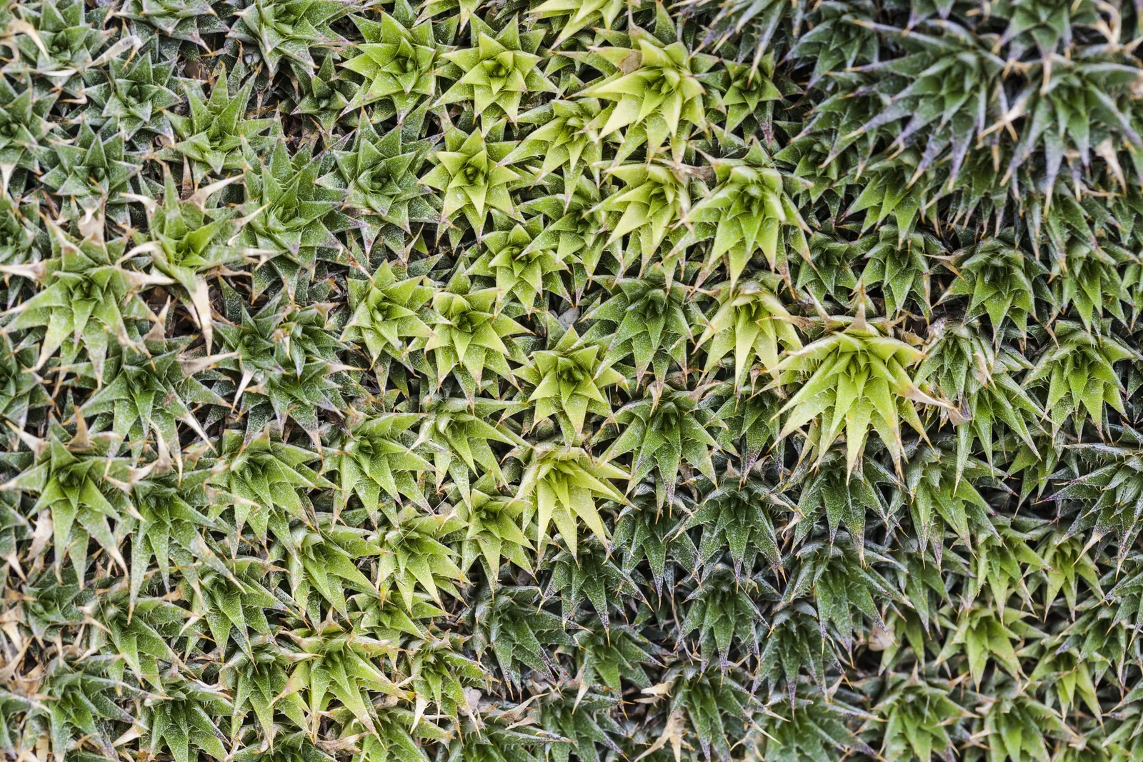 Hen And Chickens (Sempervivum Tectorum) — It is ideally positioned in full sun to partial shade; hen and Chicks offer an appealing, image 74