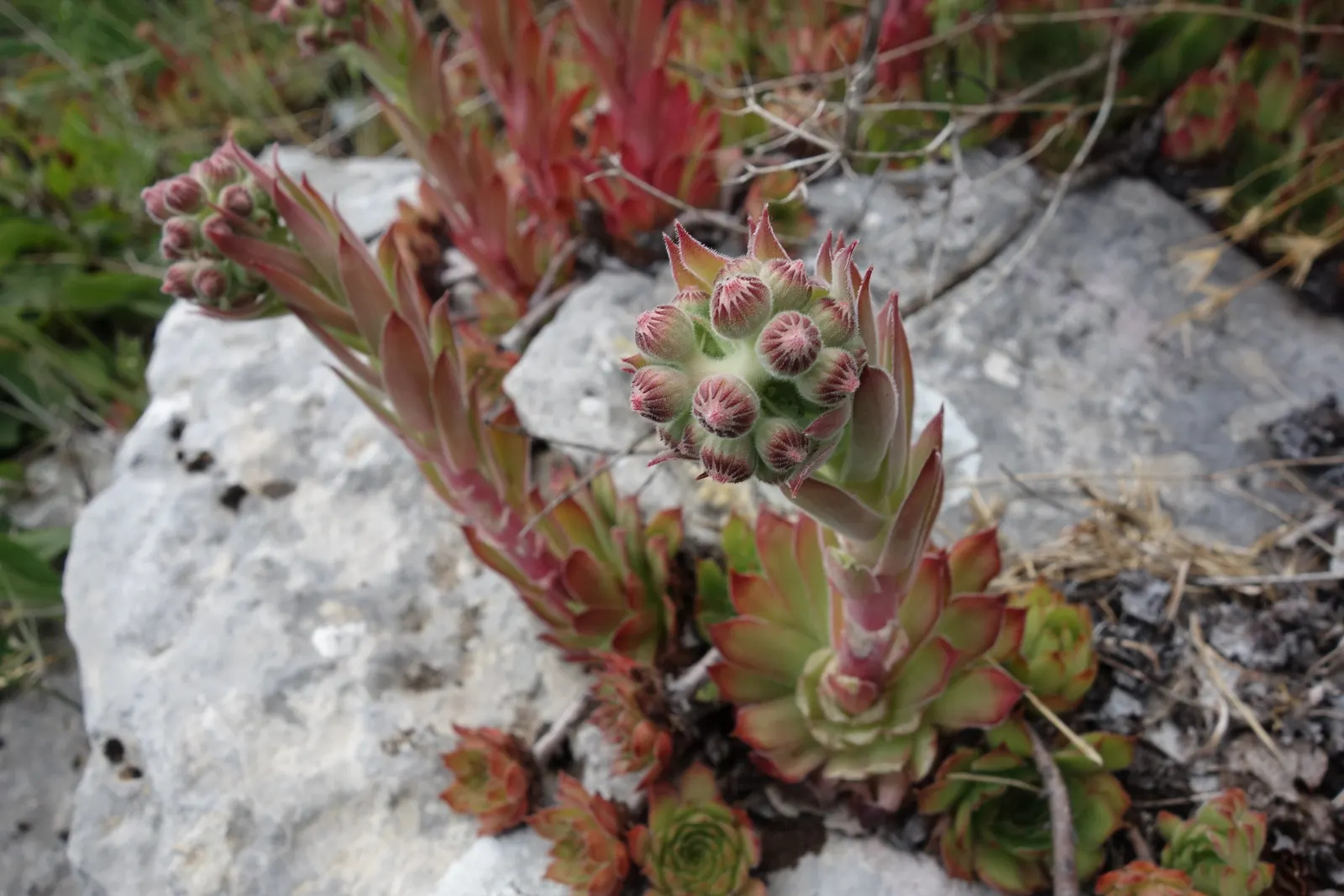Hen And Chickens (Sempervivum Tectorum) — with the 'hen' being the central; typically in early summer