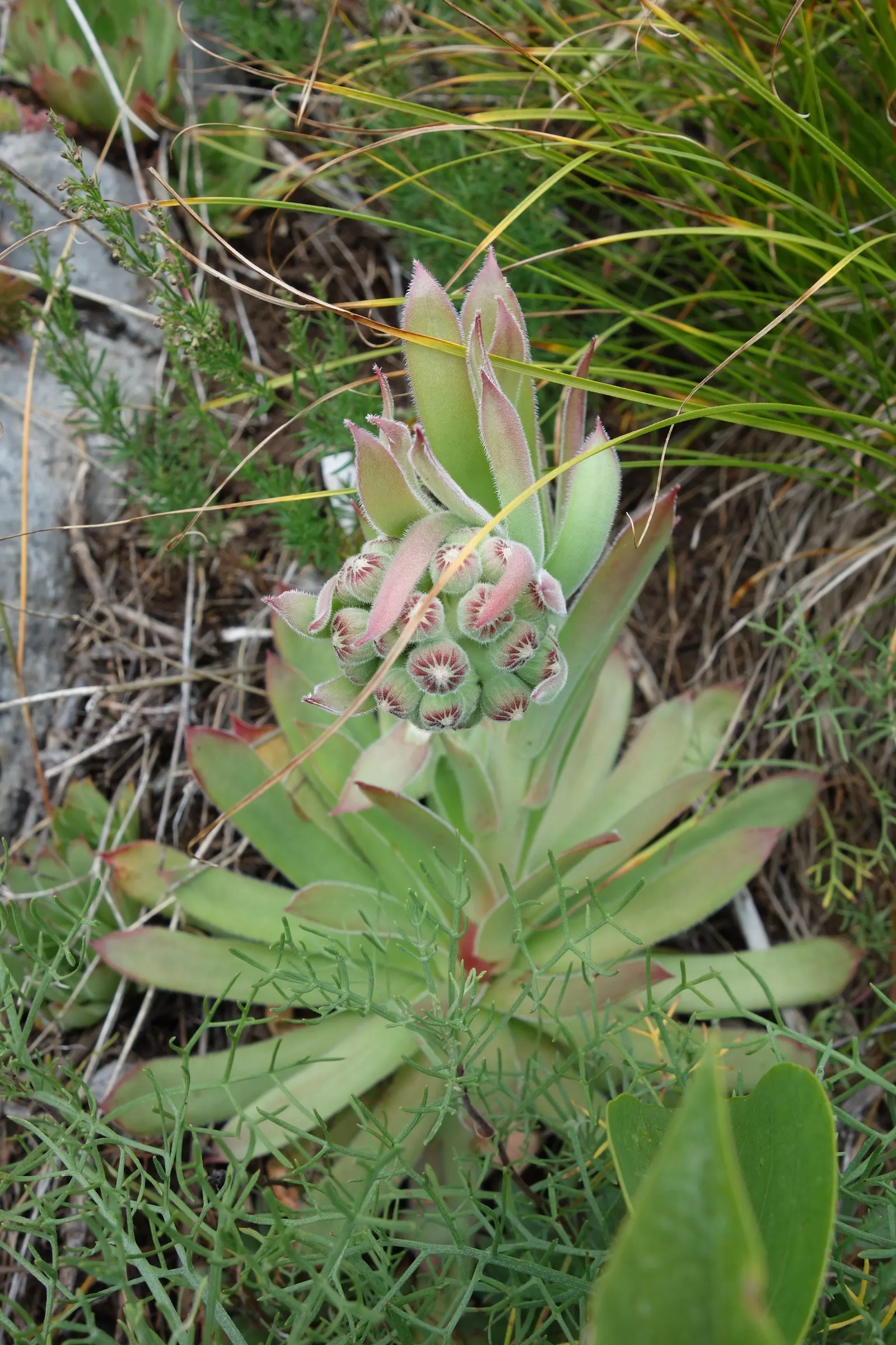 Hen And Chickens (Sempervivum Tectorum) — the 'hen' dies to give way to the 'chicks'