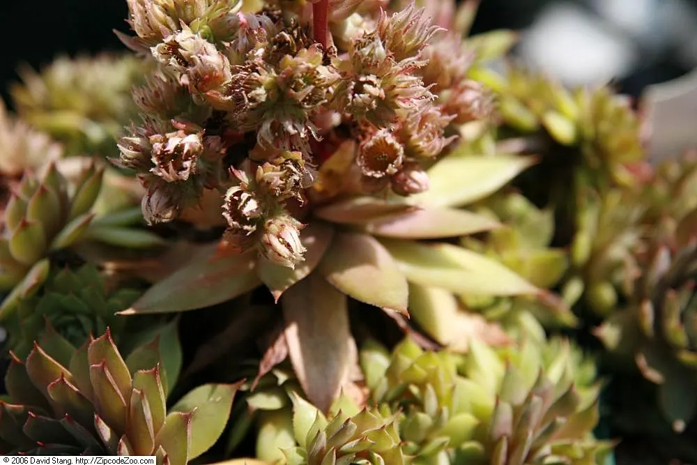 Hen And Chickens (Sempervivum Tectorum) — but with varieties that display purple or reddish hues; sempervivum tectorum, commonly known as Hen and Chicks, is a