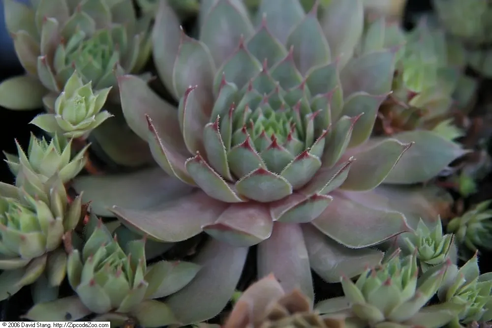 Hen And Chickens (Sempervivum Tectorum) — perpetuating its life cycle and spreading the cover.<br><br>For the client; succulent with pink blooms