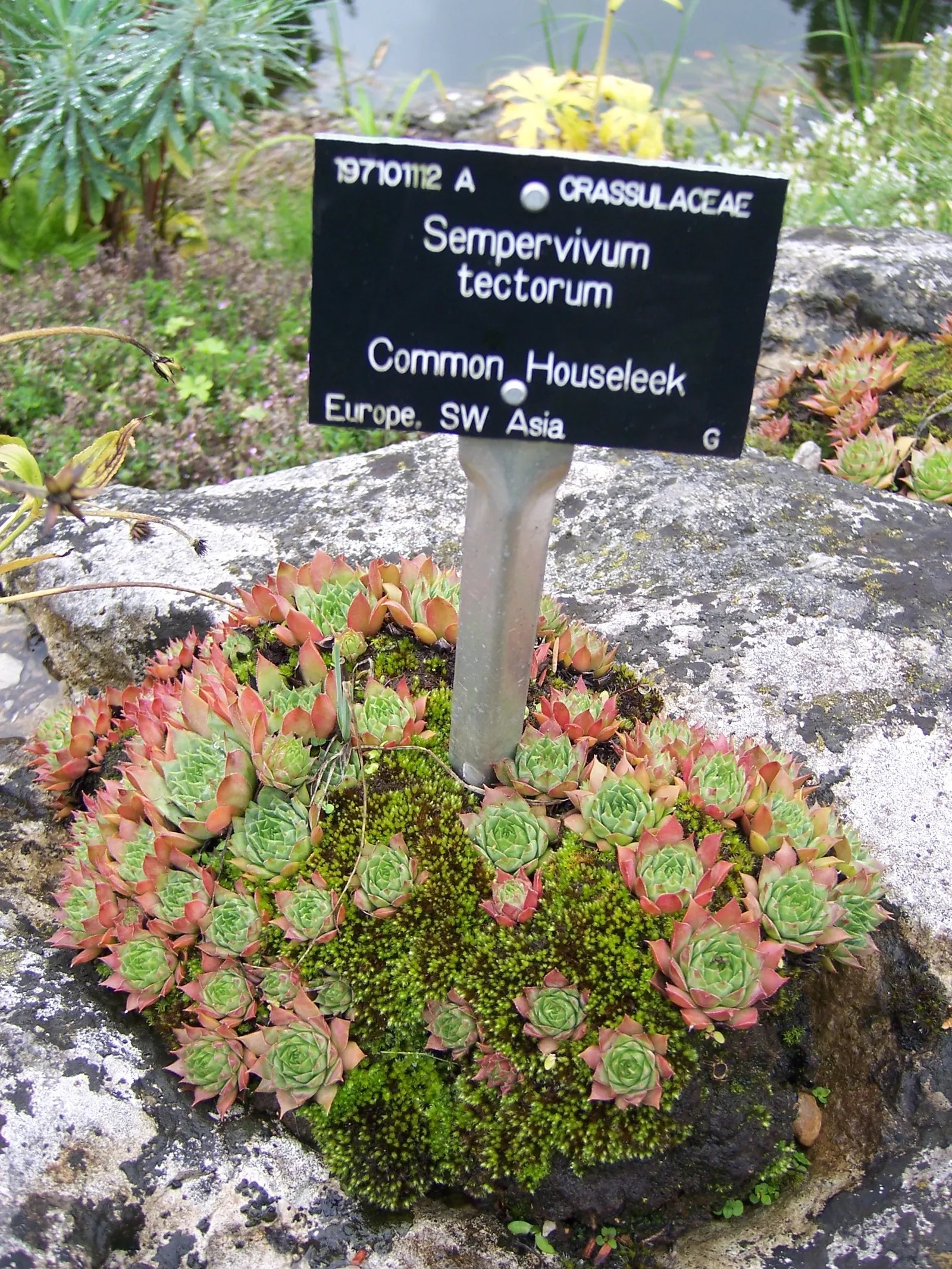 Hen And Chickens (Sempervivum Tectorum) — this plant is known for its rosette shape; this low-growing plant forms rosettes