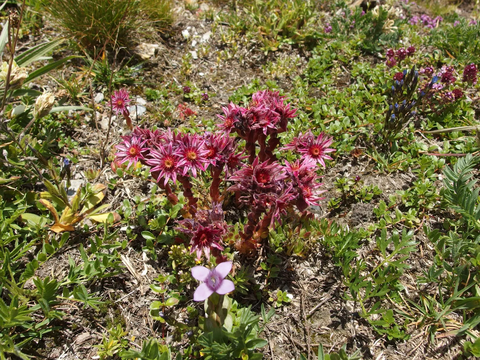 Hen And Chickens (Sempervivum Tectorum) — succulent for full or half