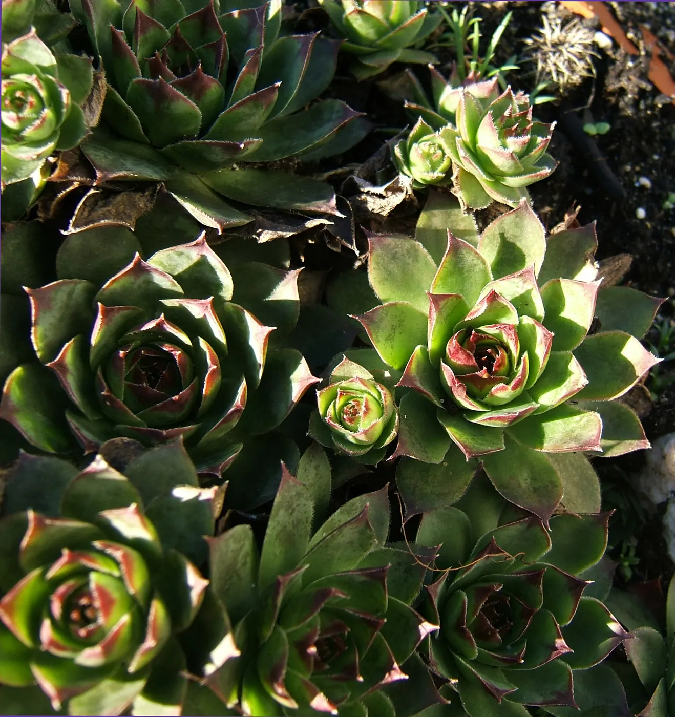 Hen And Chickens (Sempervivum Tectorum) — Drought-tolerant and cold-hardy, it's ideal for rock gardens, borders, and ground covers; roughly 4 to 8 inches in