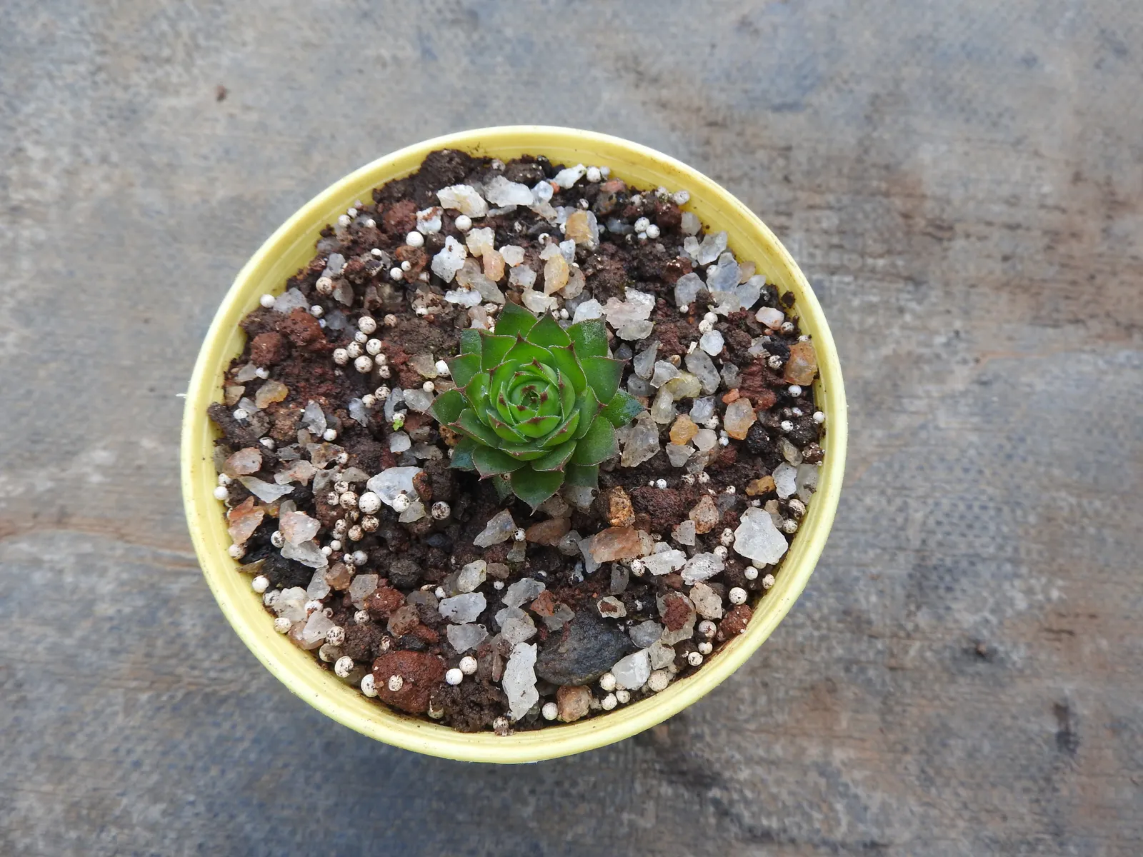 Hen And Chickens (Sempervivum Tectorum) — roughly 4 to 8 inches in diameter